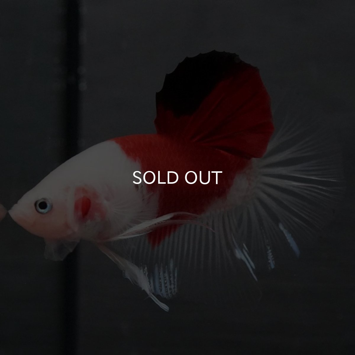 画像7: GHMPK 紅白 (7)