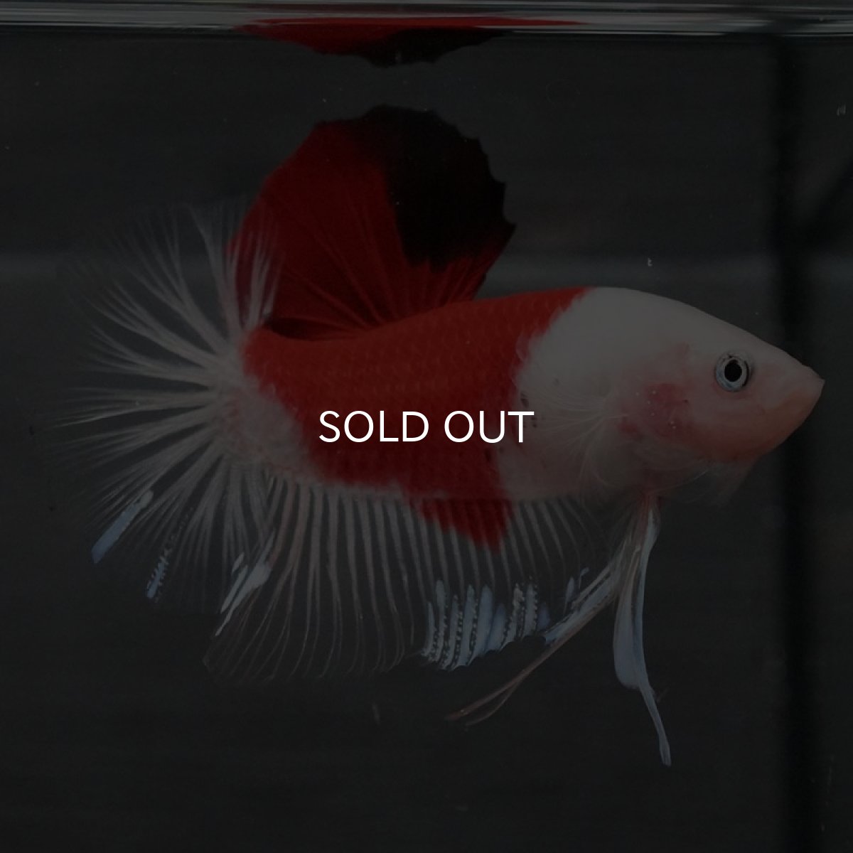 画像6: GHMPK 紅白 (6)