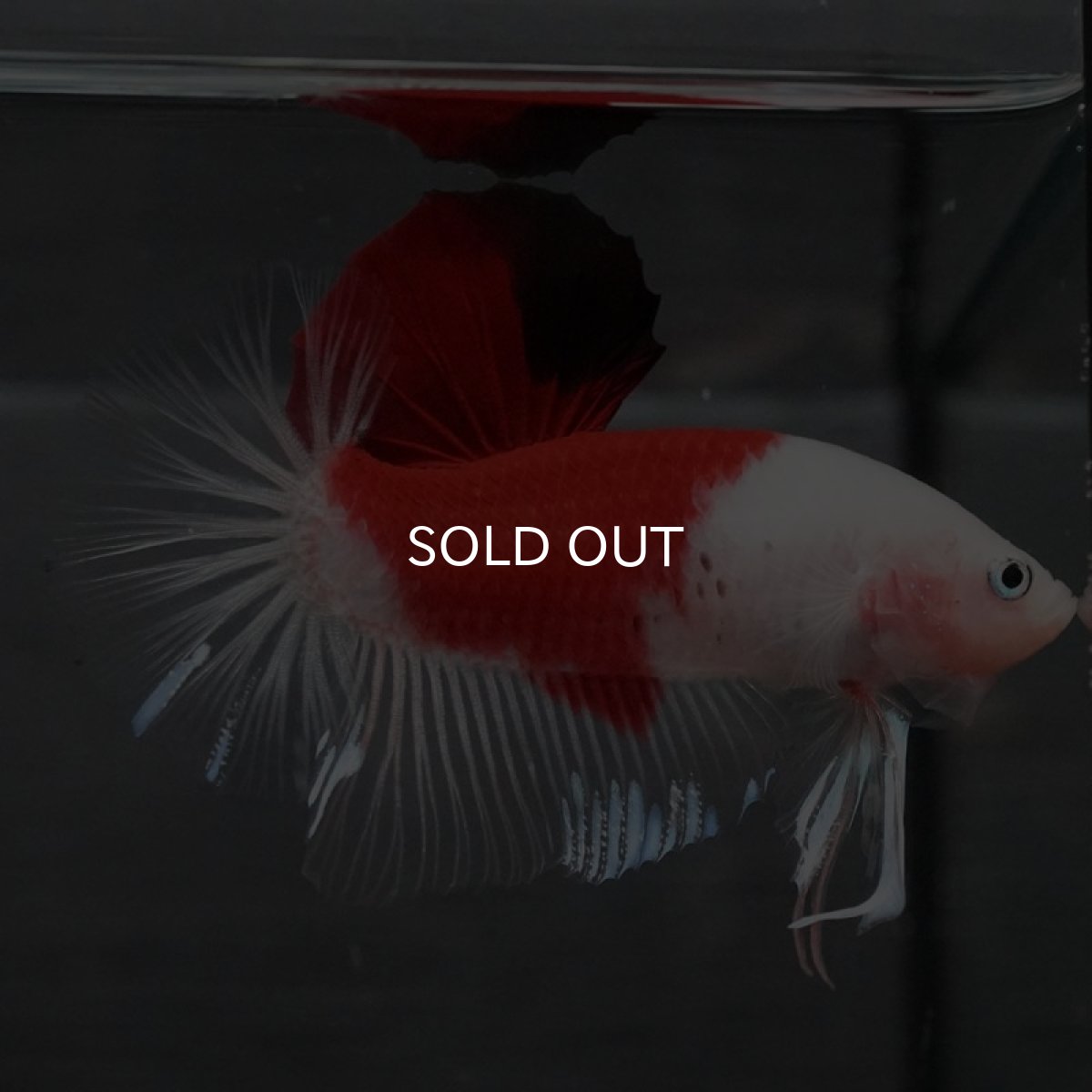 画像5: GHMPK 紅白 (5)