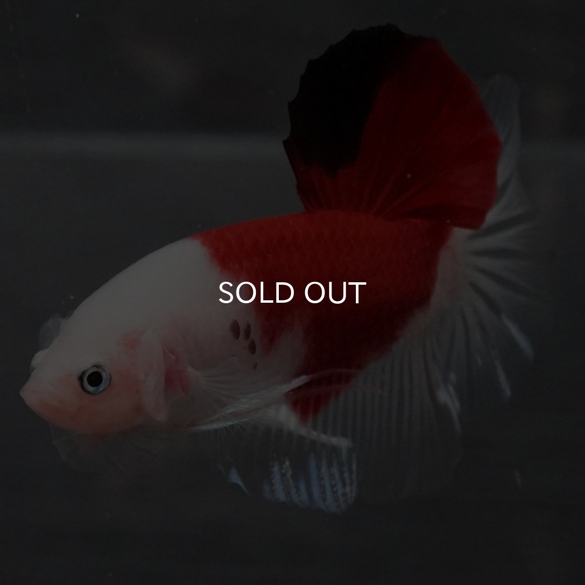 画像4: GHMPK 紅白 (4)