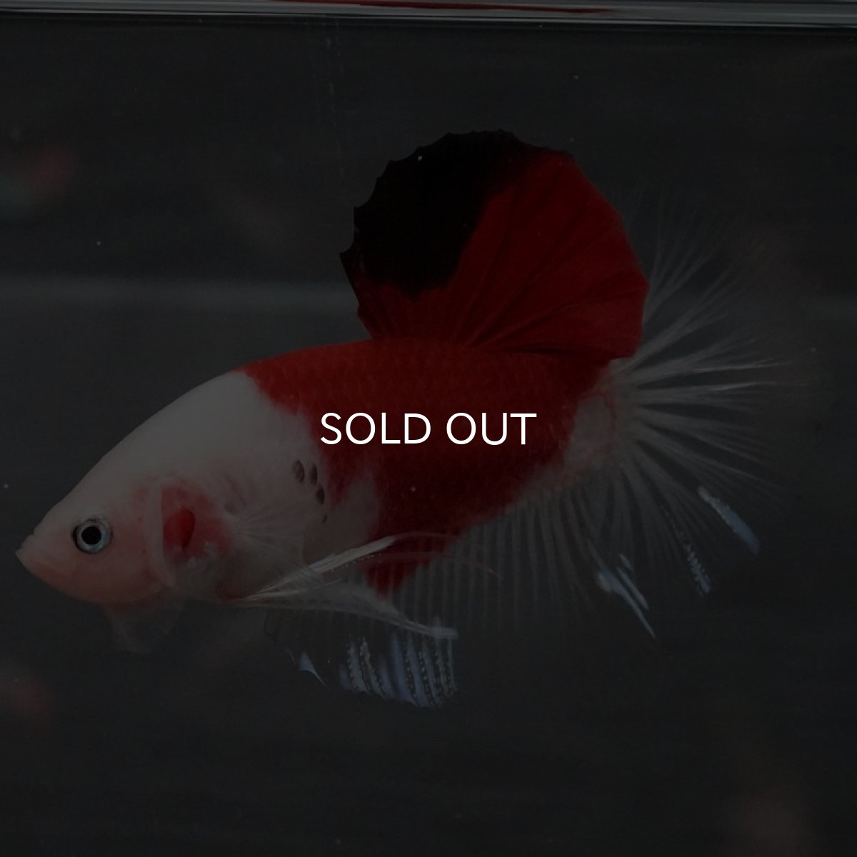 画像2: GHMPK 紅白 (2)