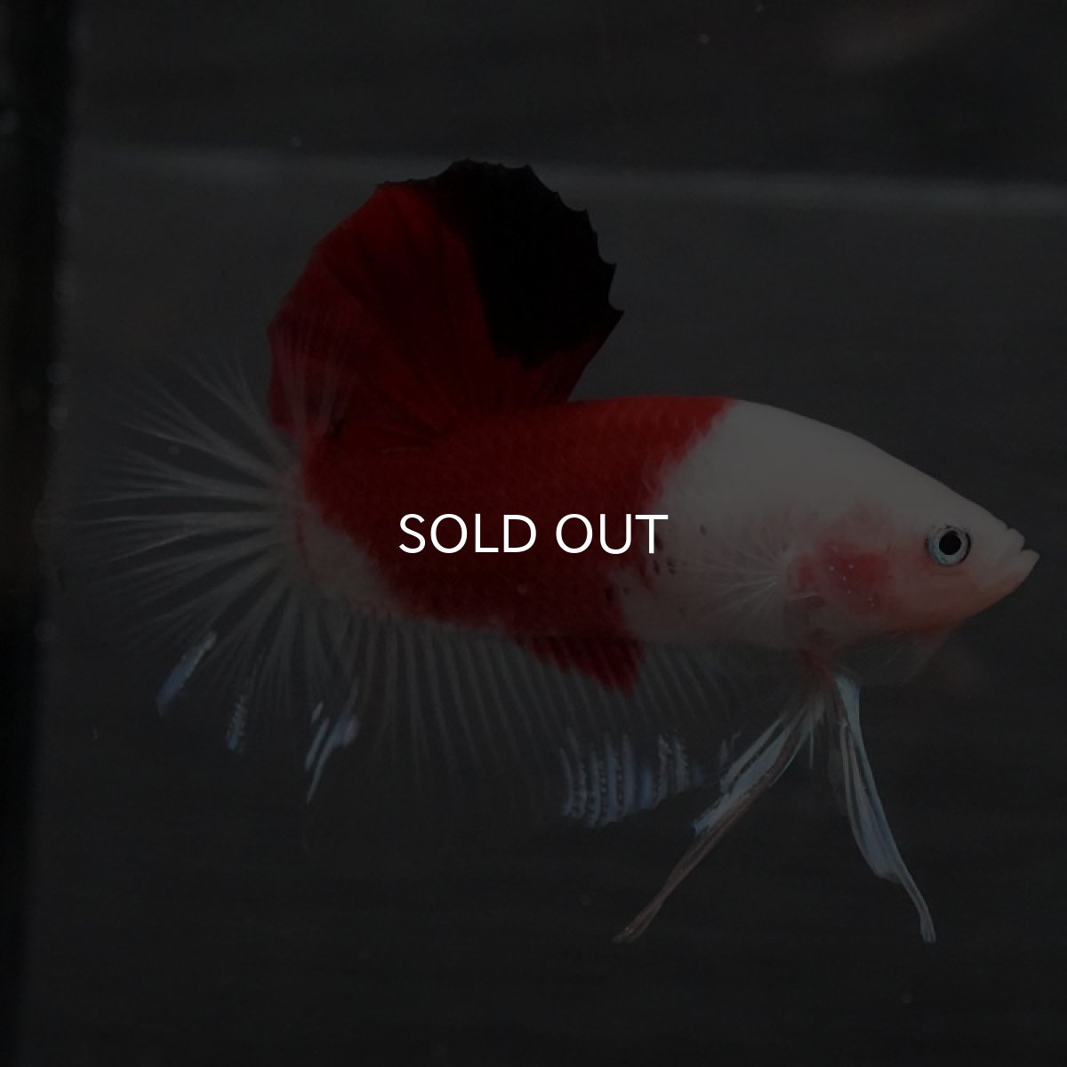 画像3: GHMPK 紅白 (3)