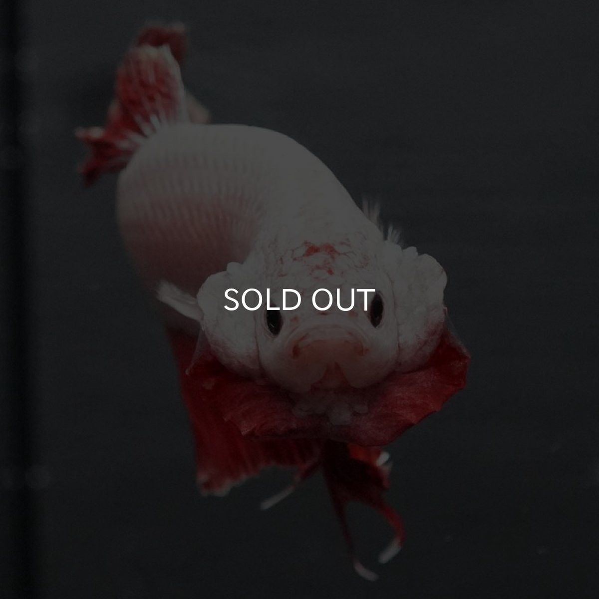 画像8: GHMPK プラチナレッドドラゴン (8)