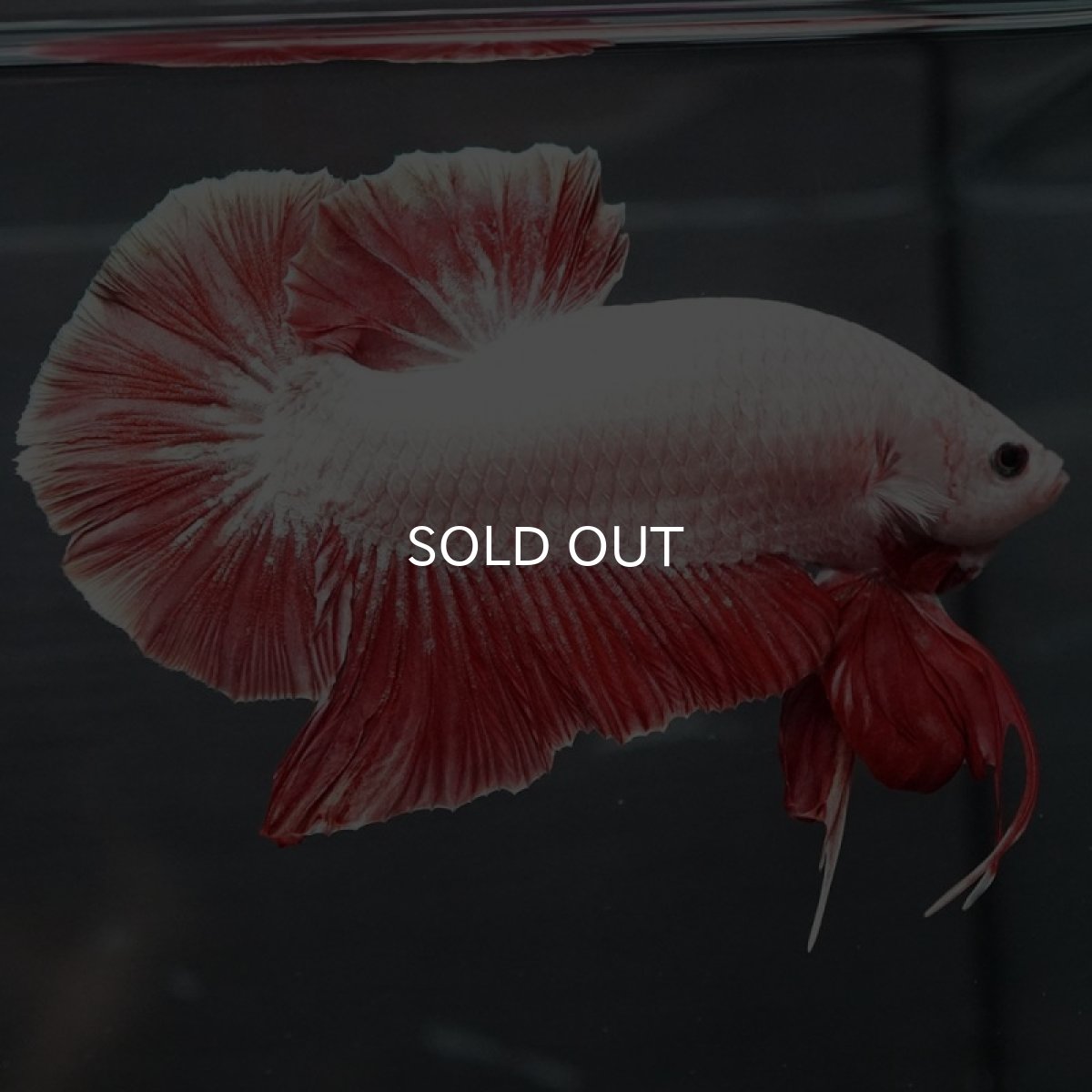 画像2: GHMPK プラチナレッドドラゴン (2)