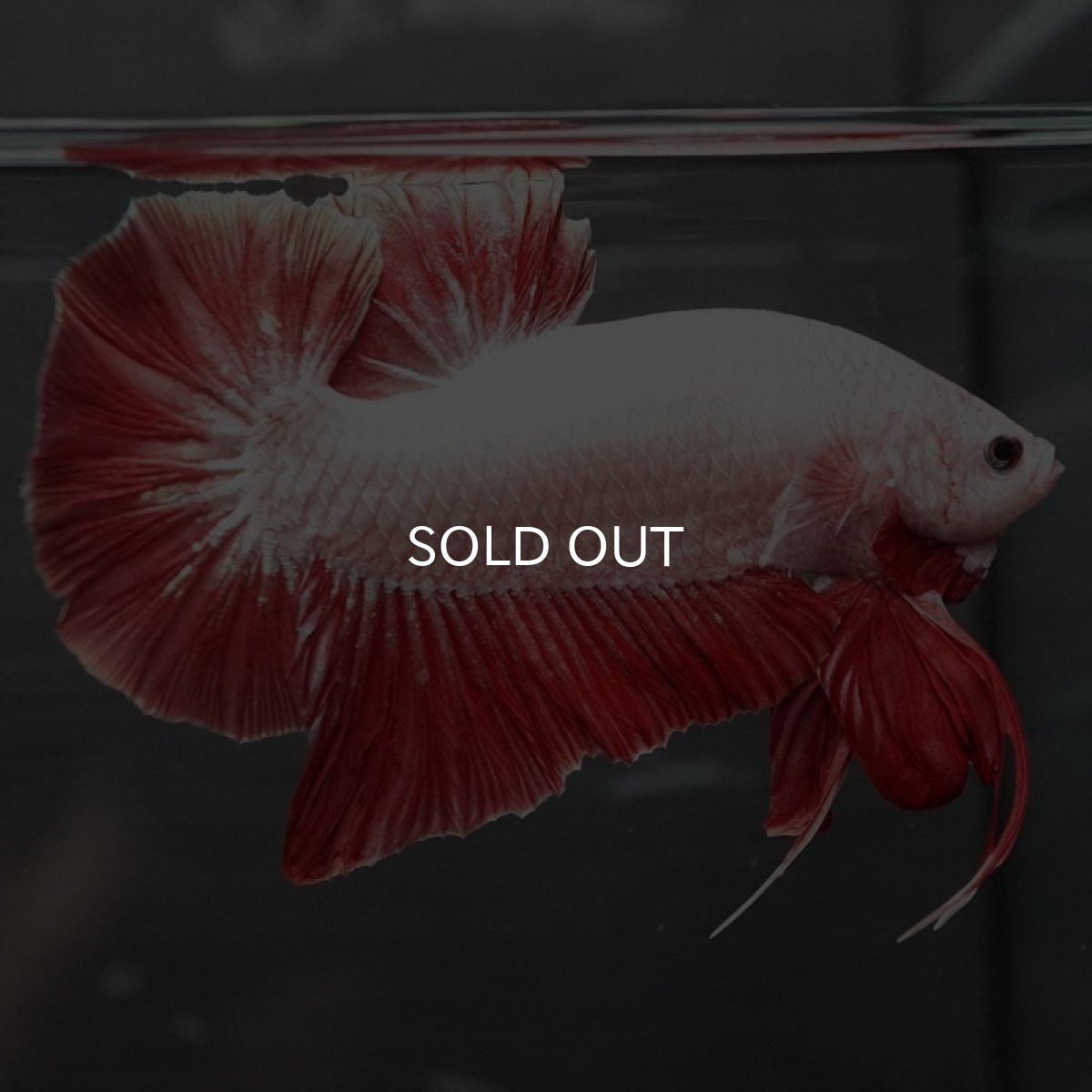 画像7: GHMPK プラチナレッドドラゴン (7)