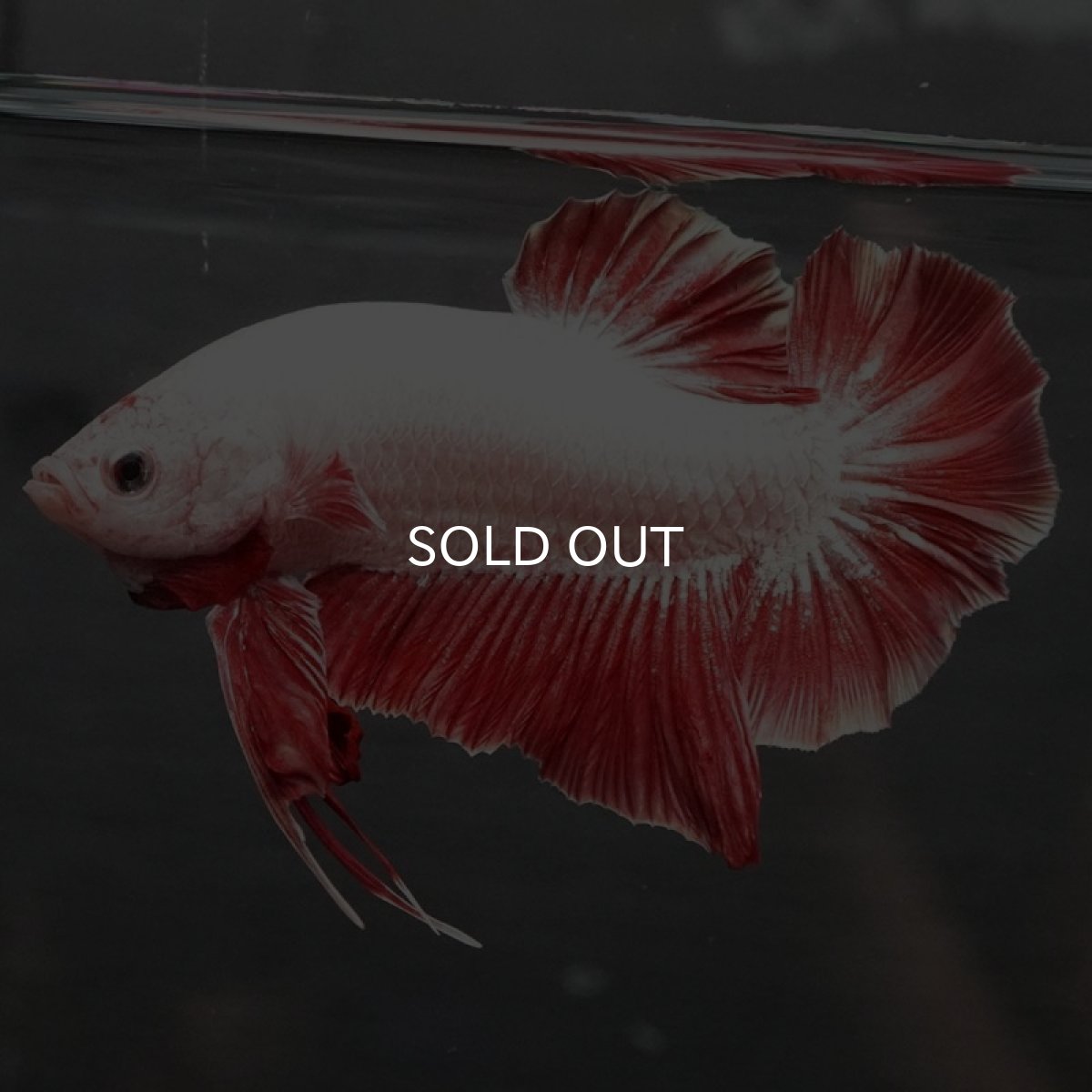 画像6: GHMPK プラチナレッドドラゴン (6)