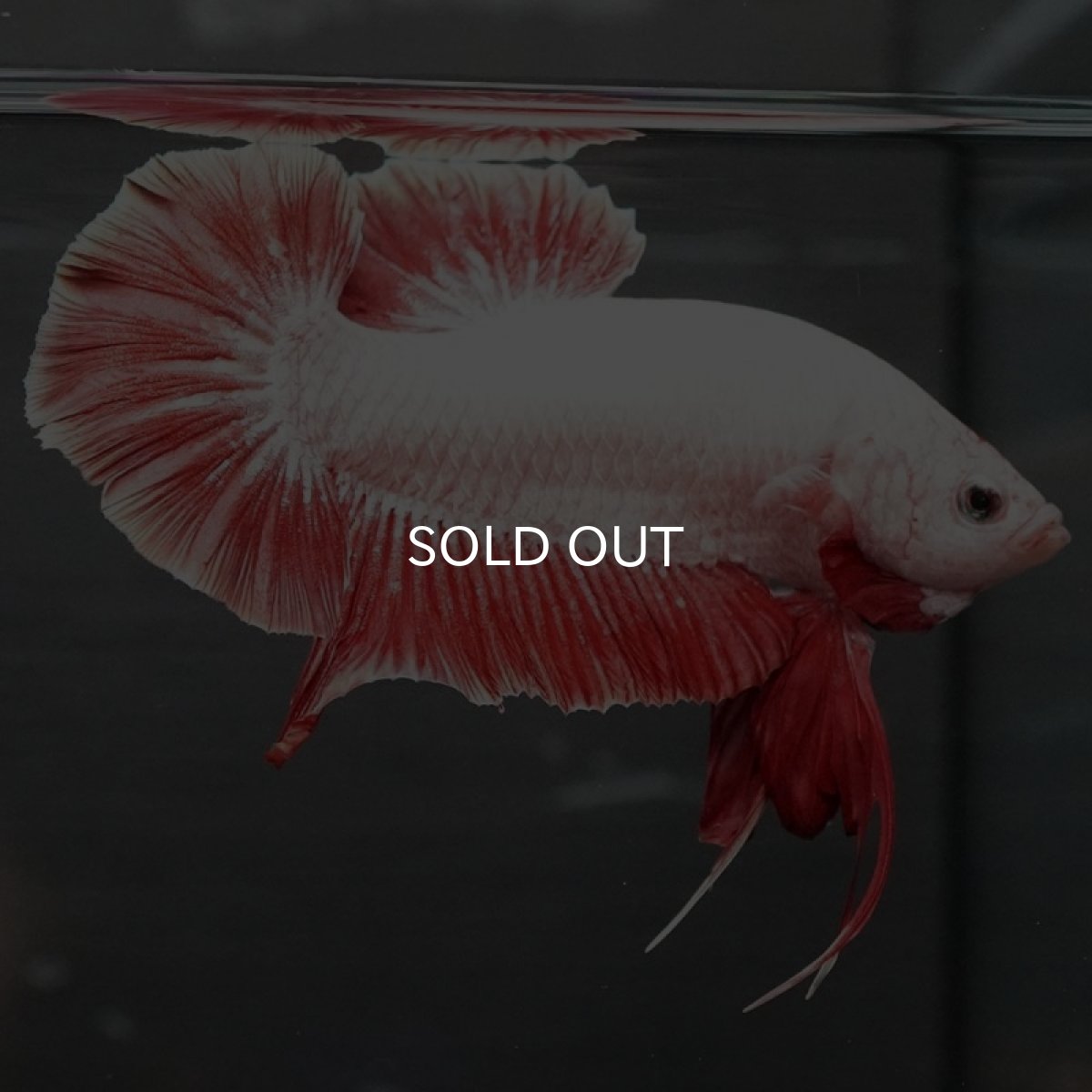 画像5: GHMPK プラチナレッドドラゴン (5)