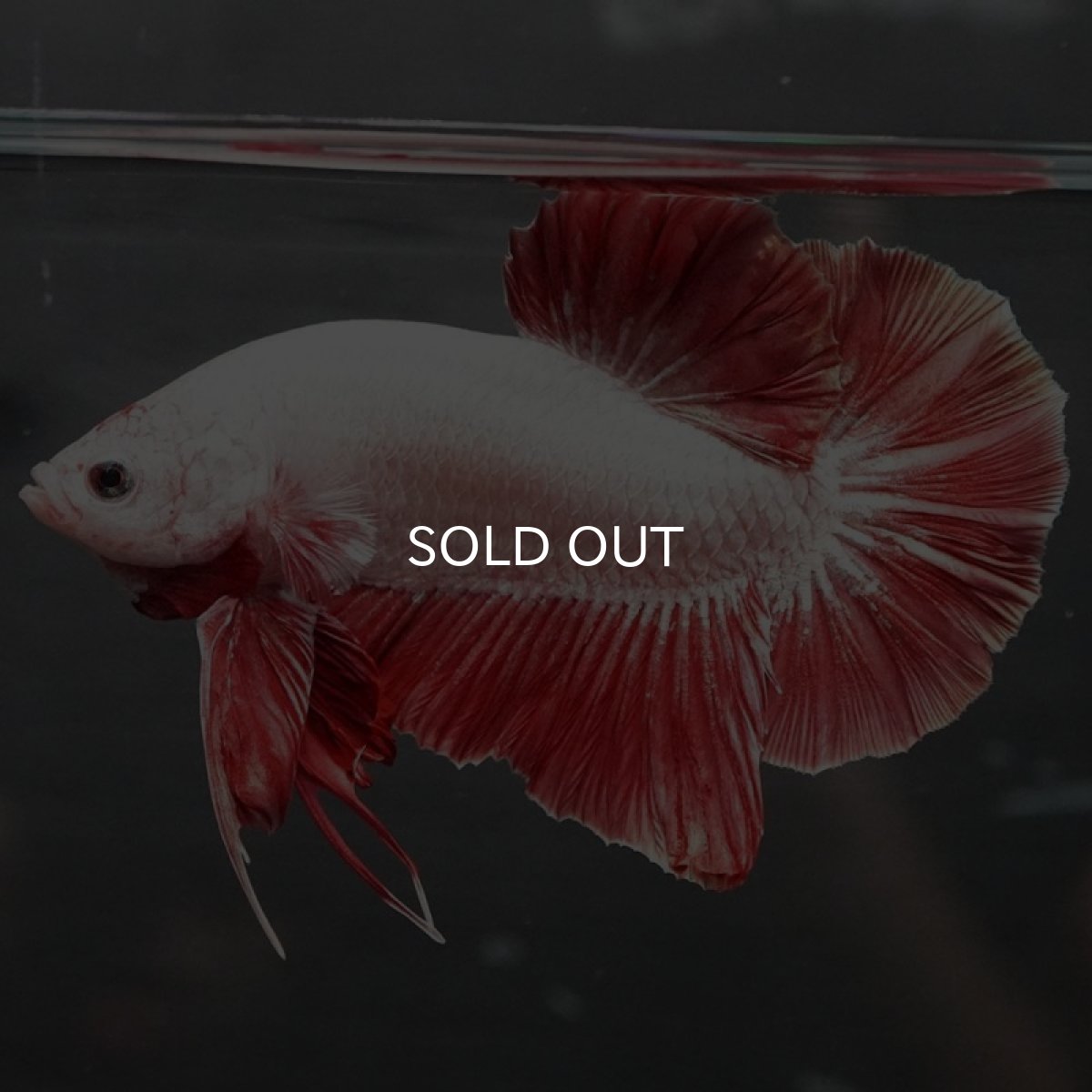 画像4: GHMPK プラチナレッドドラゴン (4)