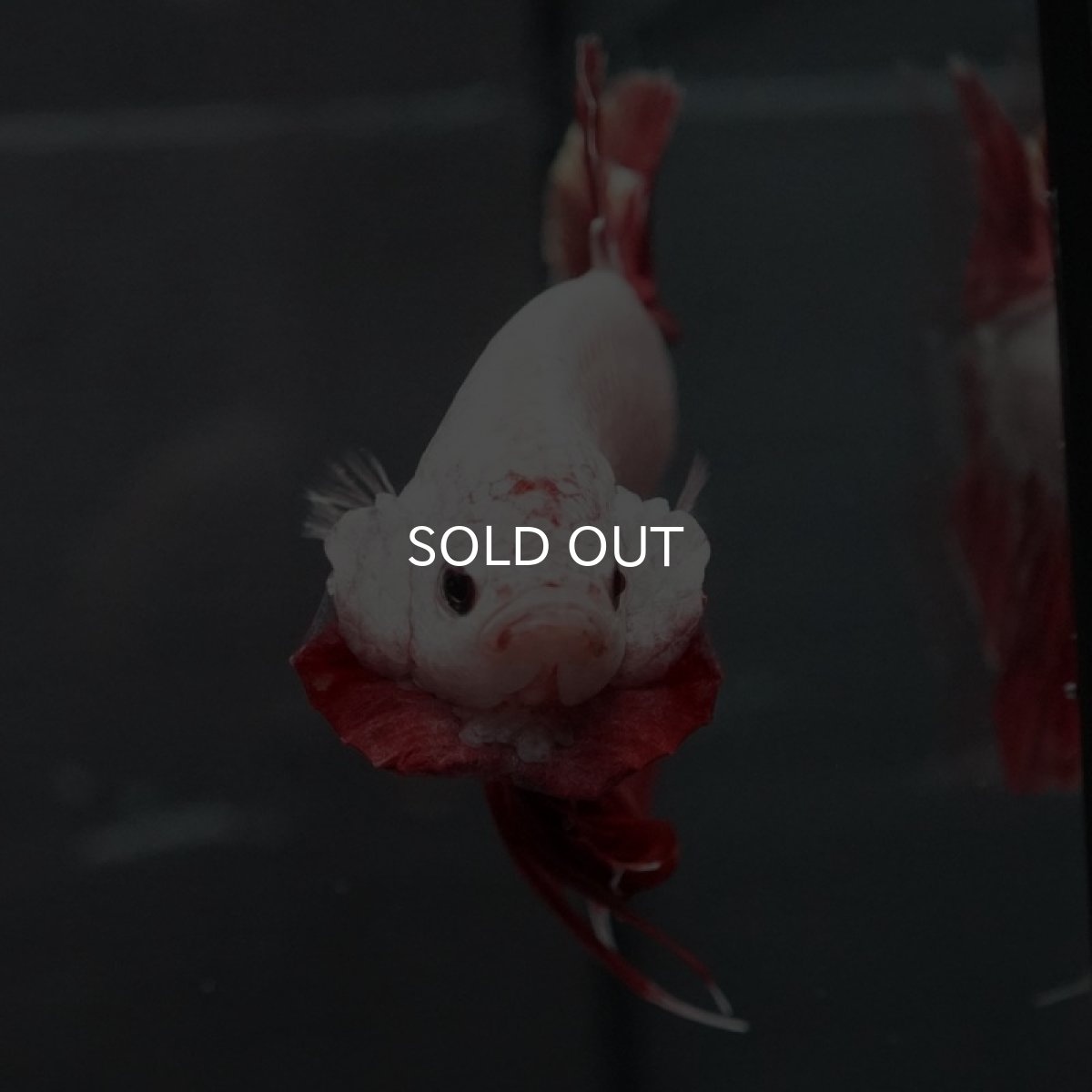 画像3: GHMPK プラチナレッドドラゴン (3)