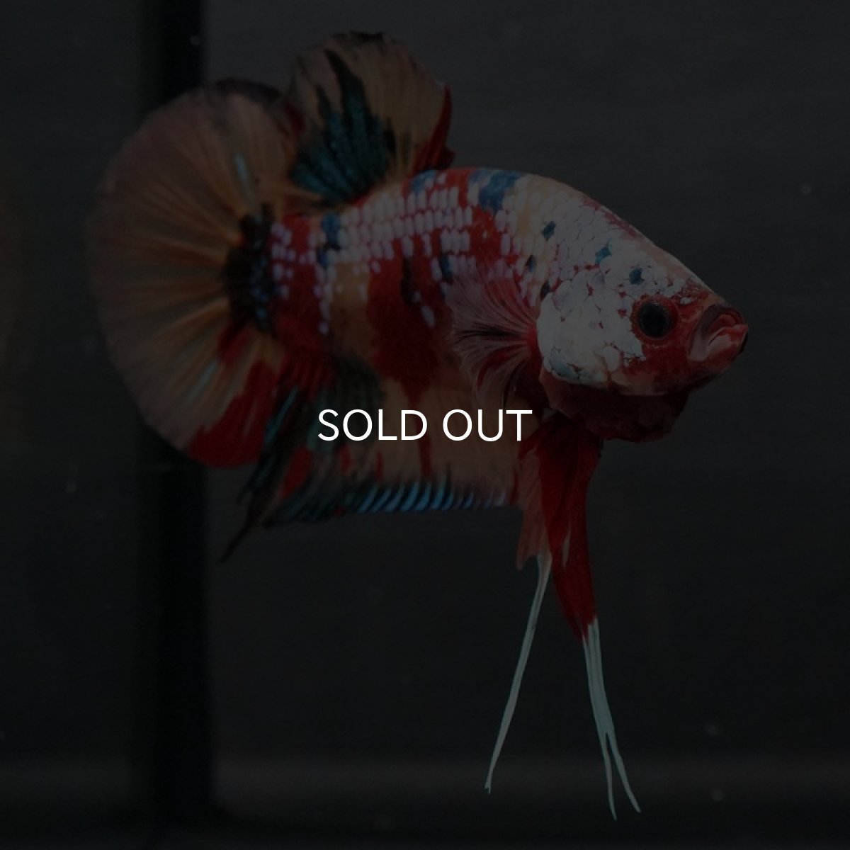 画像6: GHMPK キャンディギャラクシー (6)