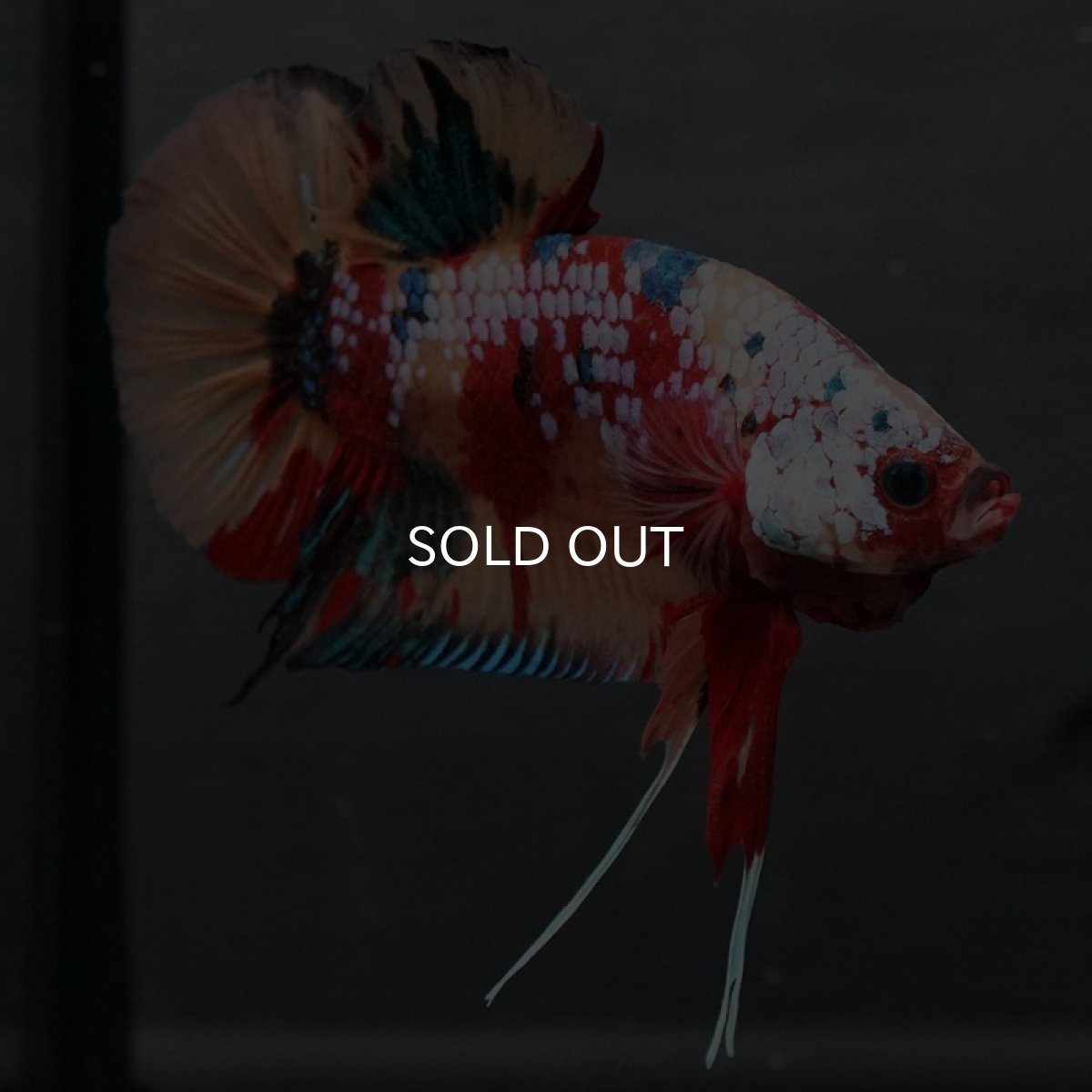 画像2: GHMPK キャンディギャラクシー (2)