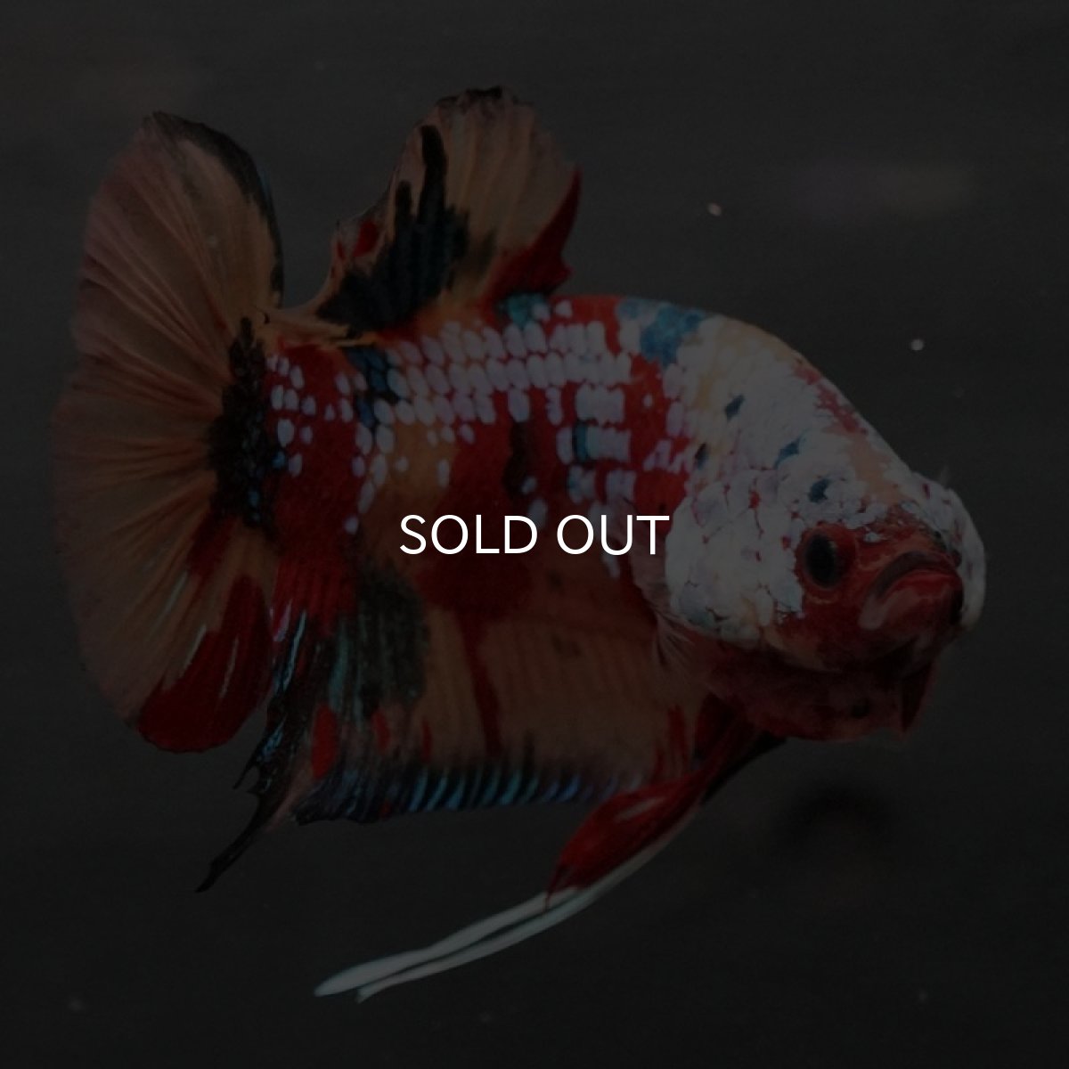 画像5: GHMPK キャンディギャラクシー (5)