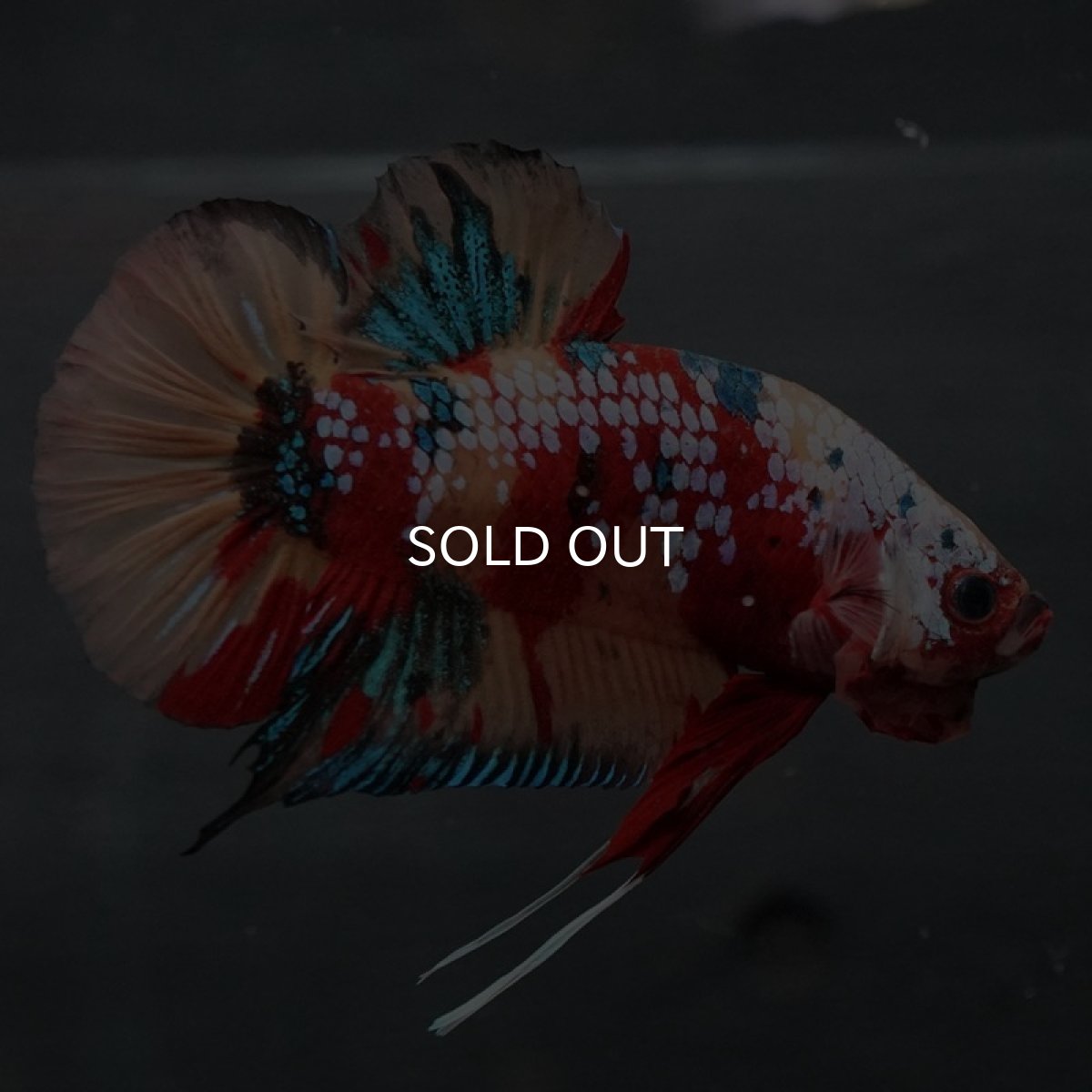 画像4: GHMPK キャンディギャラクシー (4)