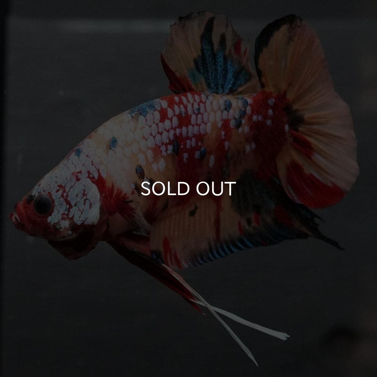 画像3: GHMPK キャンディギャラクシー (3)