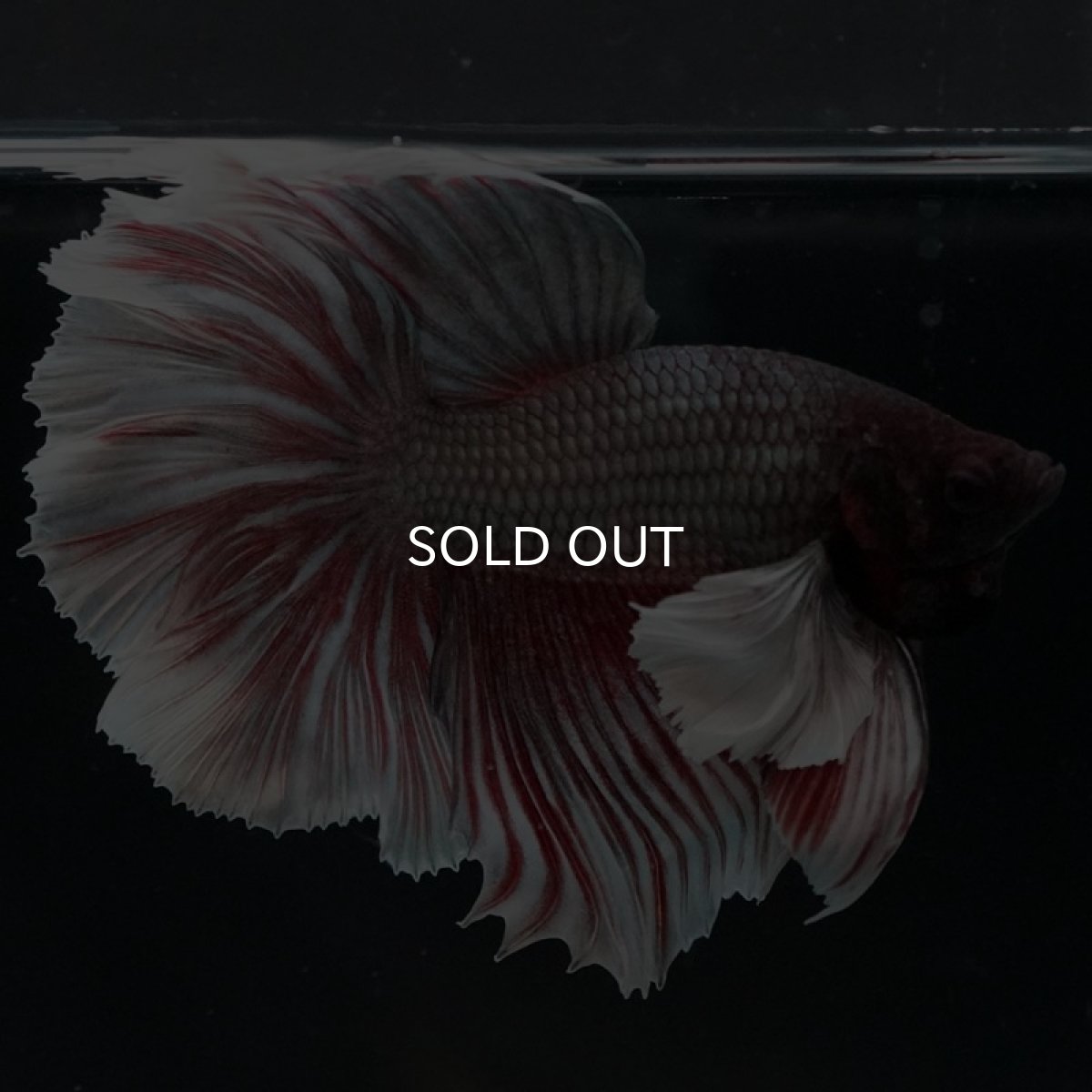 画像4: HMダンボ ファンシーレッド ローズテール (4)