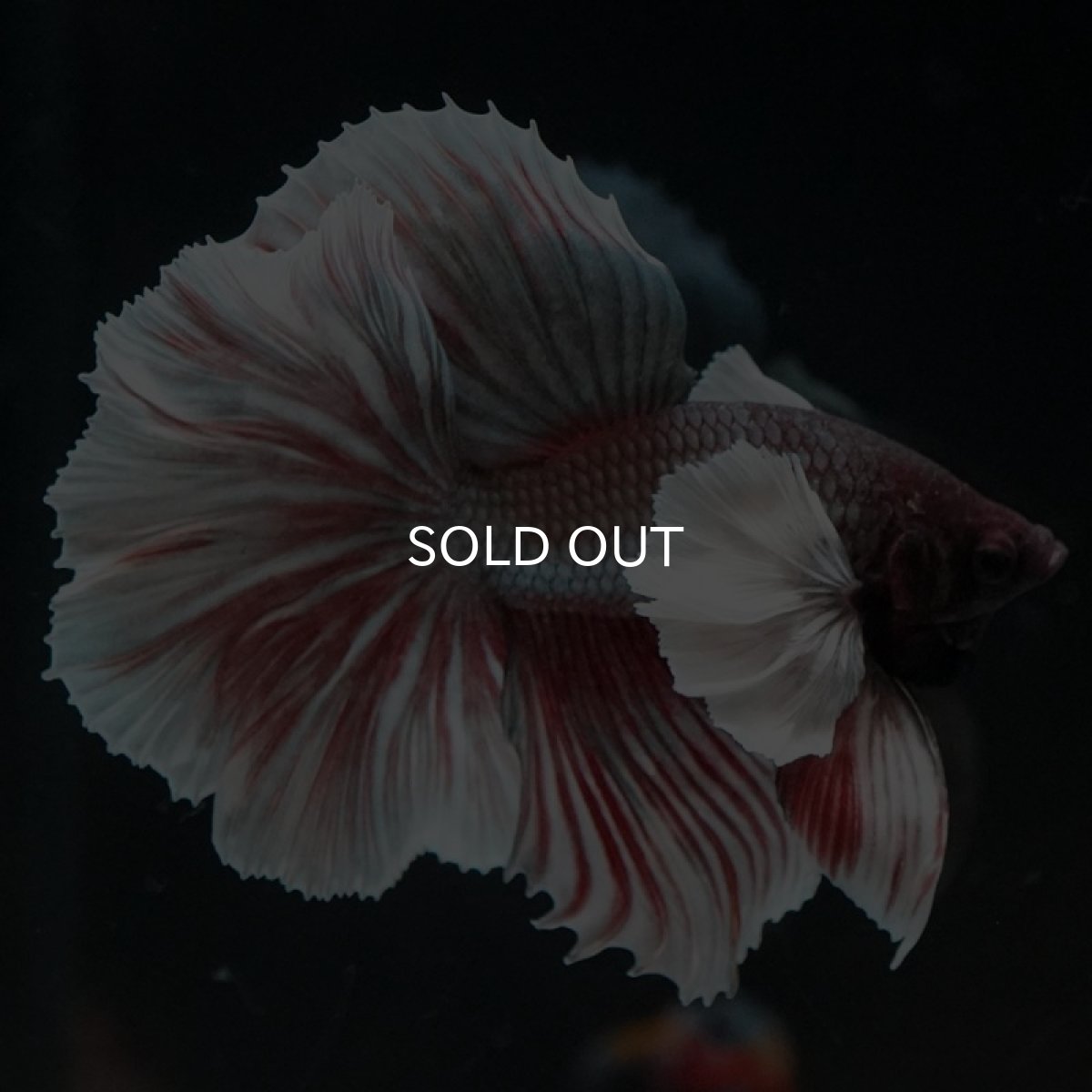 画像2: HMダンボ ファンシーレッド ローズテール (2)