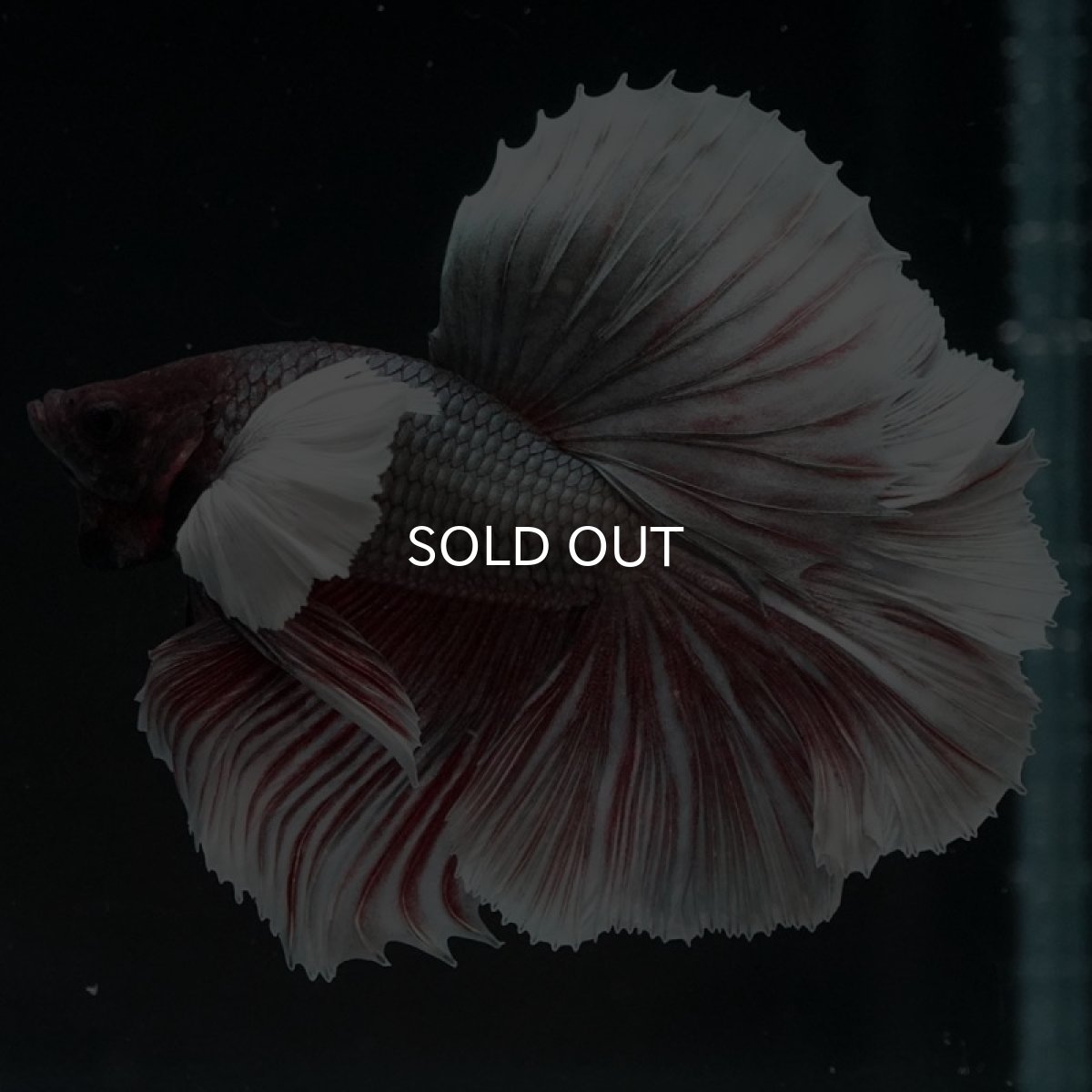 画像6: HMダンボ ファンシーレッド ローズテール (6)