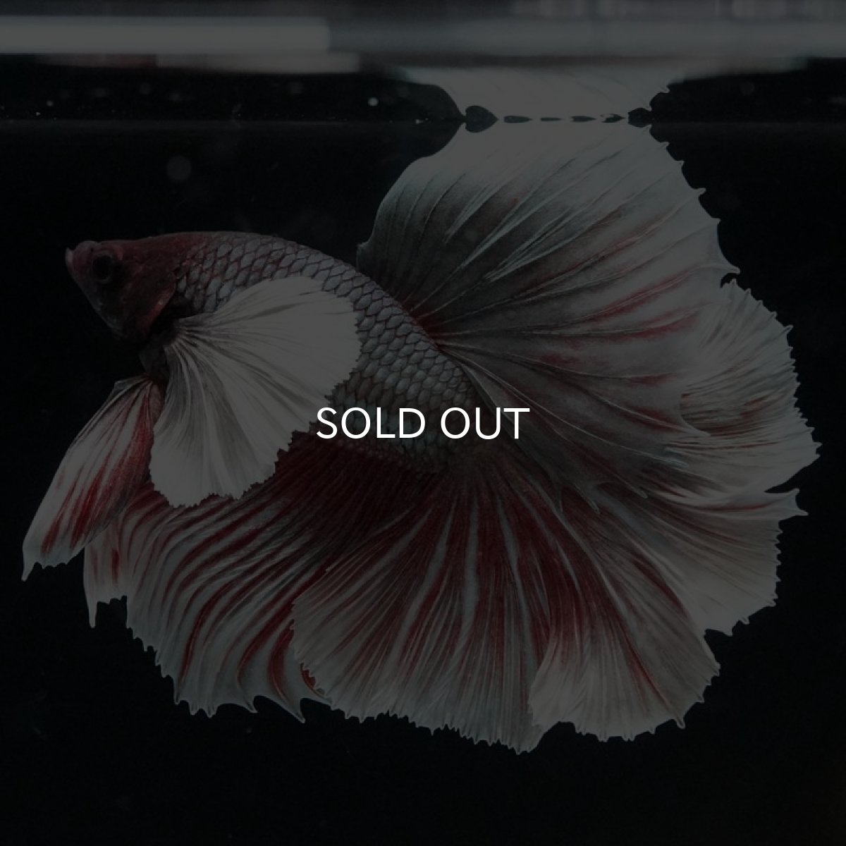 画像5: HMダンボ ファンシーレッド ローズテール (5)