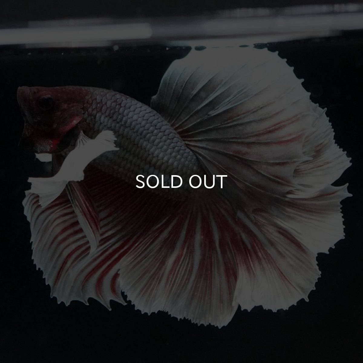 画像3: HMダンボ ファンシーレッド ローズテール (3)