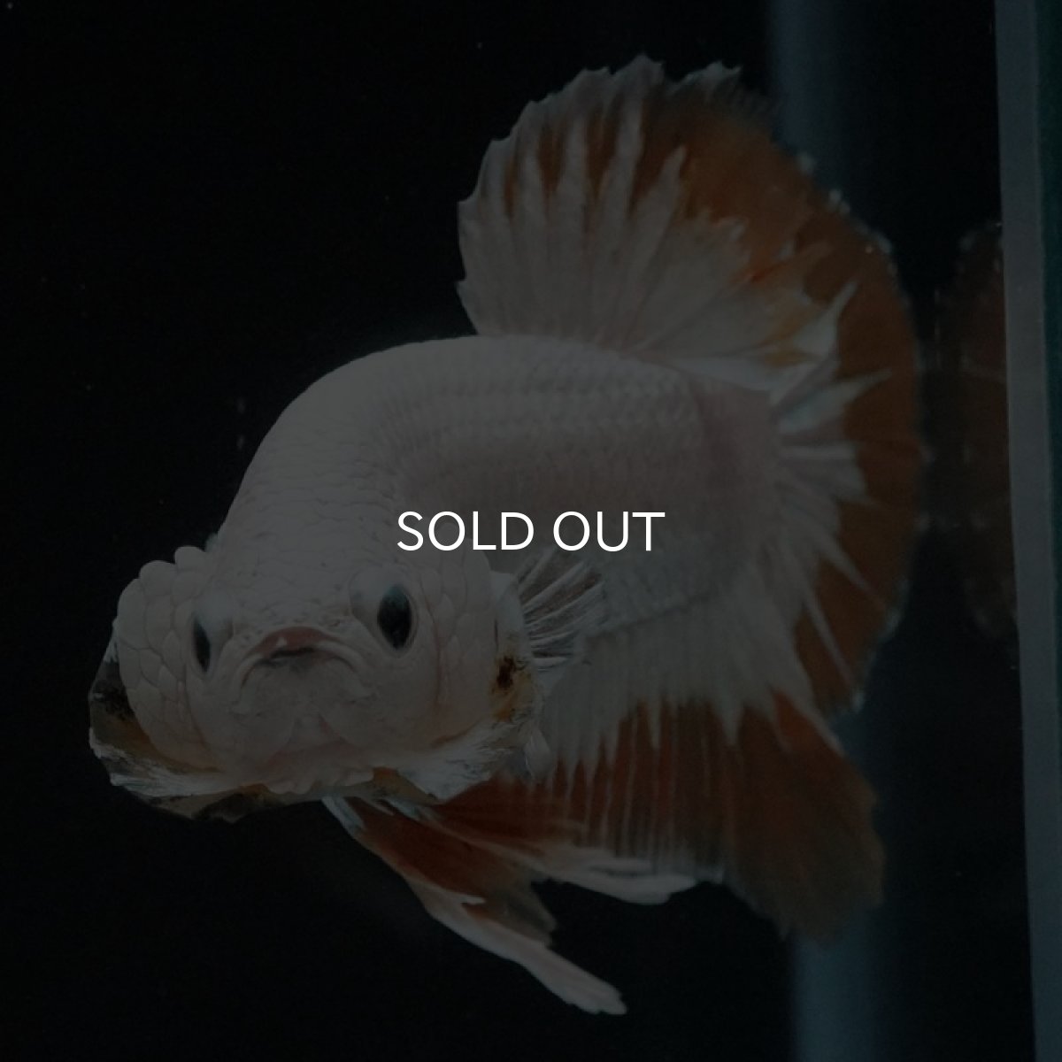 画像5: HMPK　プラチナイエロードラゴン　スノー (5)