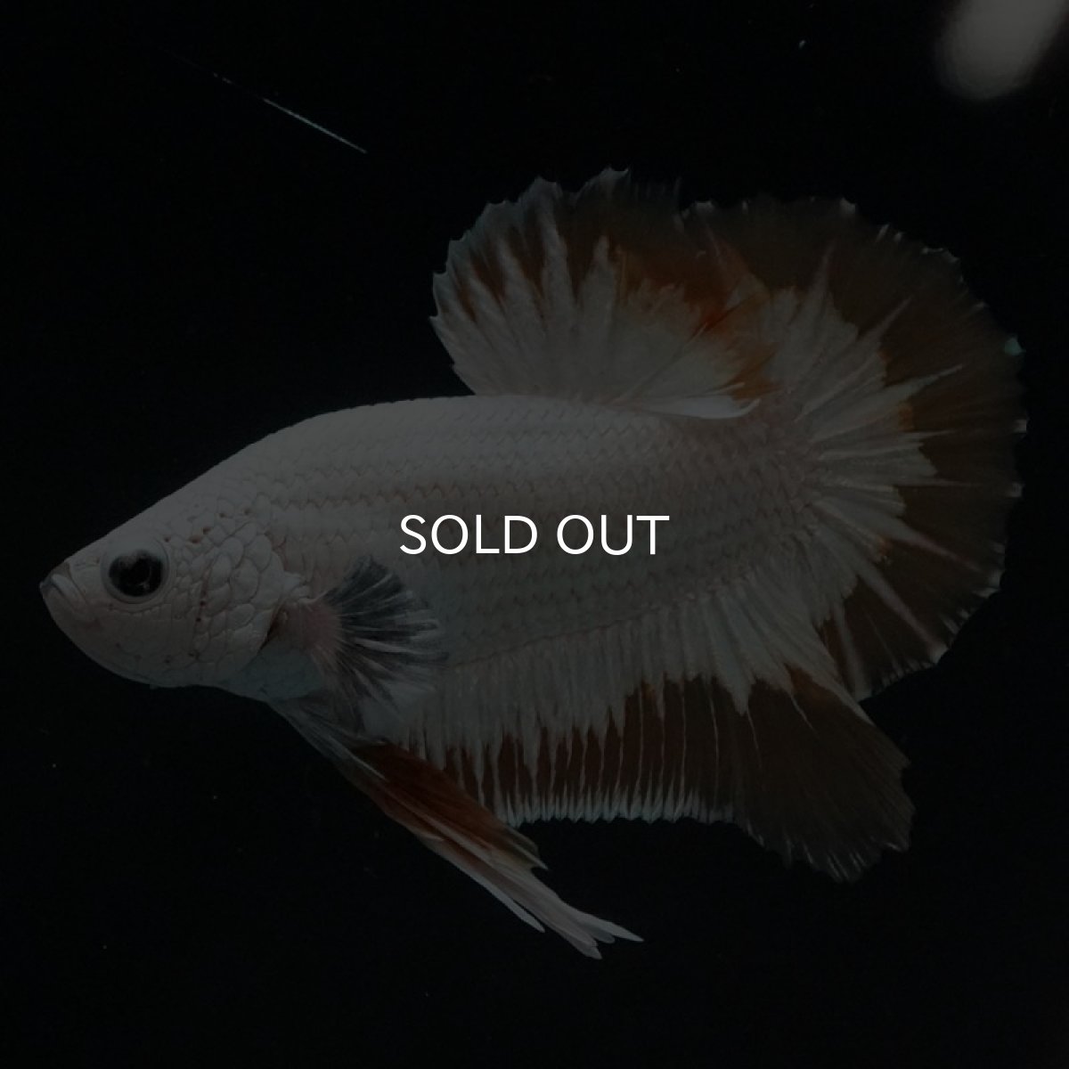 画像7: HMPK　プラチナイエロードラゴン　スノー (7)