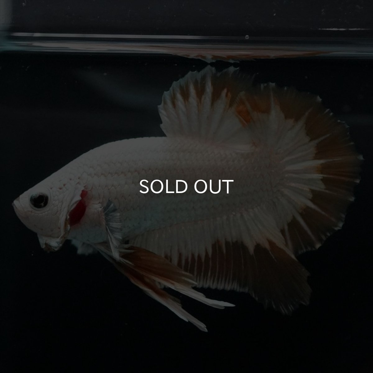 画像3: HMPK　プラチナイエロードラゴン　スノー (3)