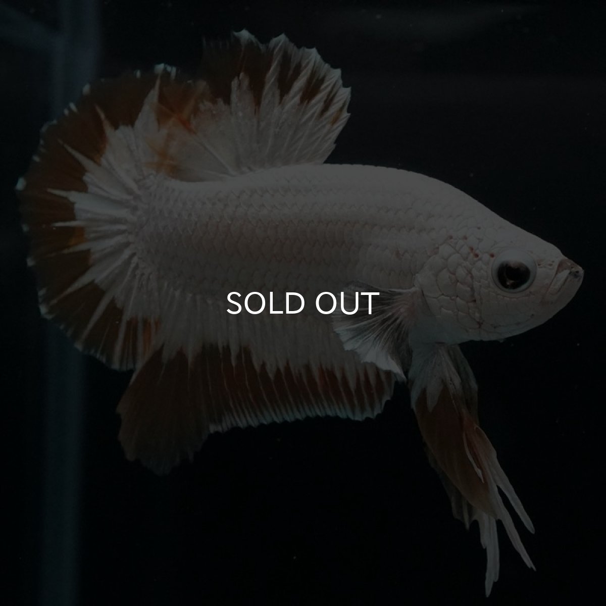 画像6: HMPK　プラチナイエロードラゴン　スノー (6)