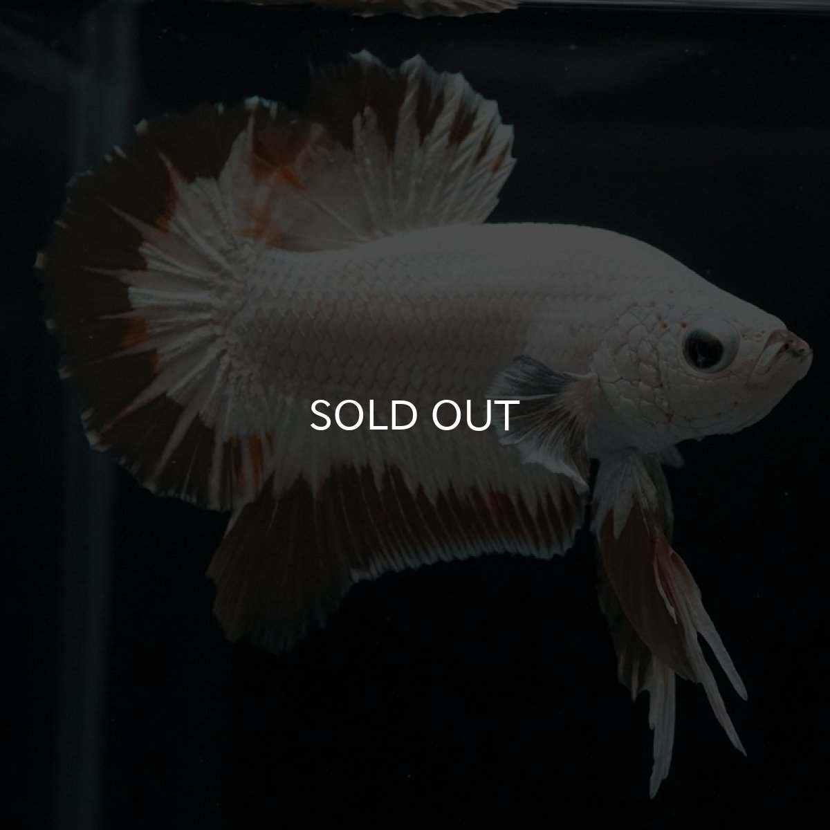 画像2: HMPK　プラチナイエロードラゴン　スノー (2)