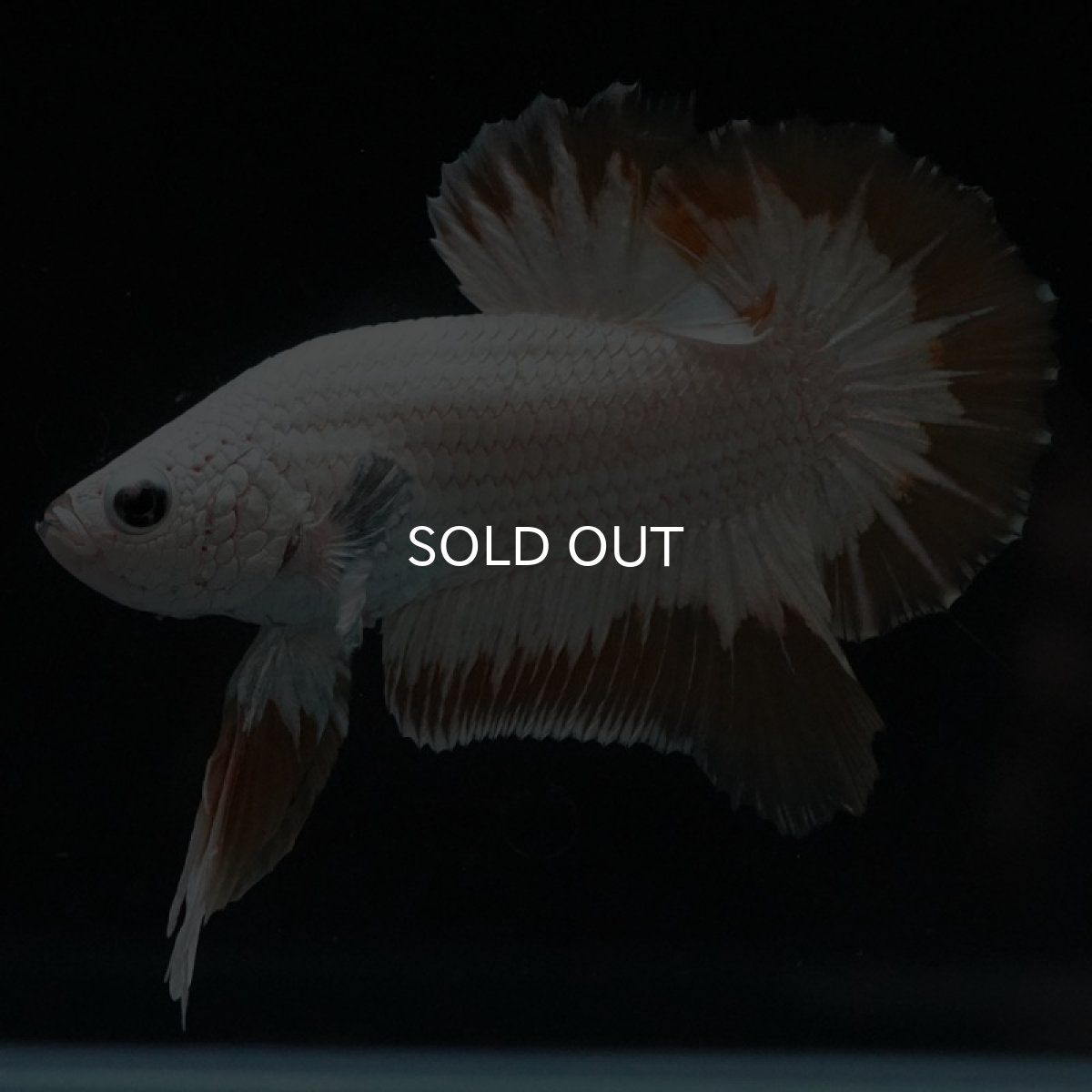 画像4: HMPK　プラチナイエロードラゴン　スノー (4)