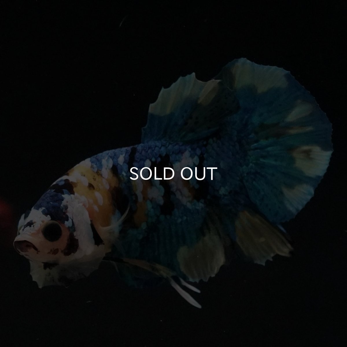 画像2: HMPK　イエロータイガーギャラクシー (2)