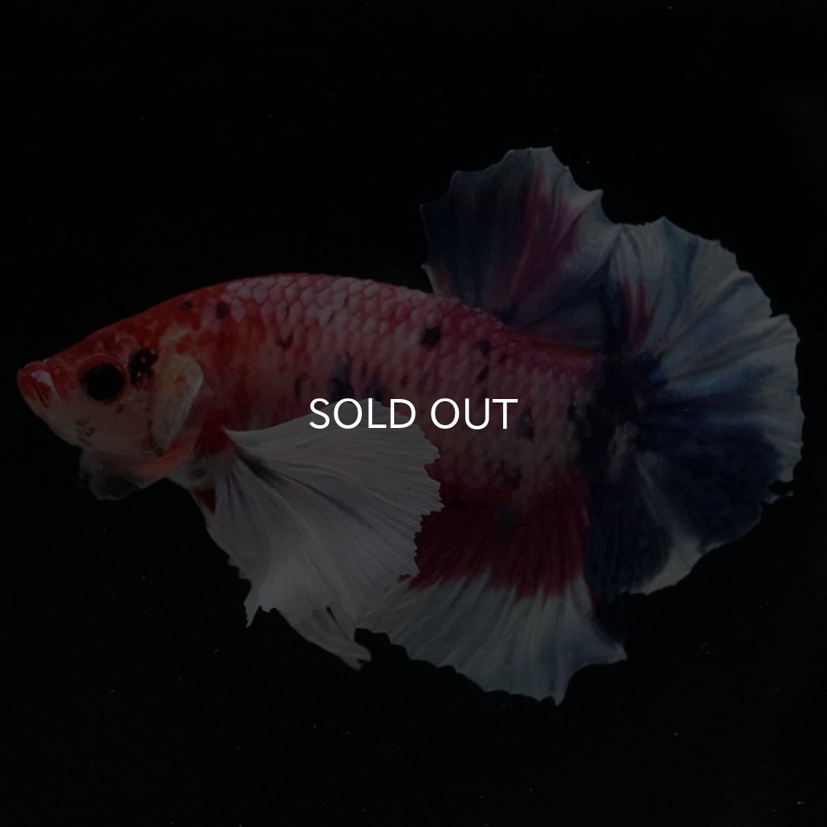 画像6: HMPK　キャンディダンボ (6)