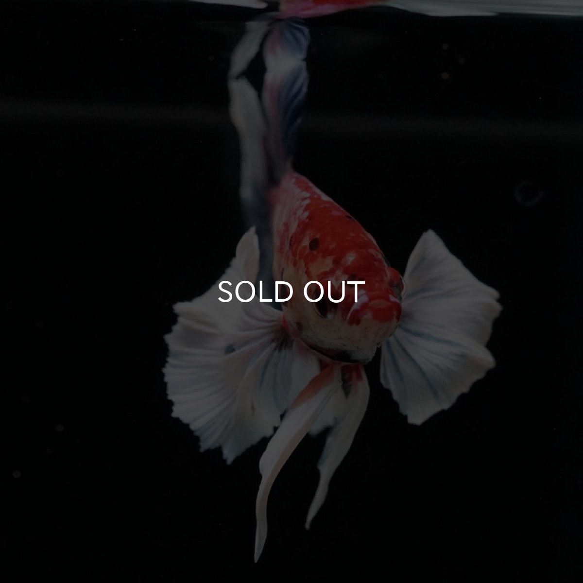 画像3: HMPK　キャンディダンボ (3)