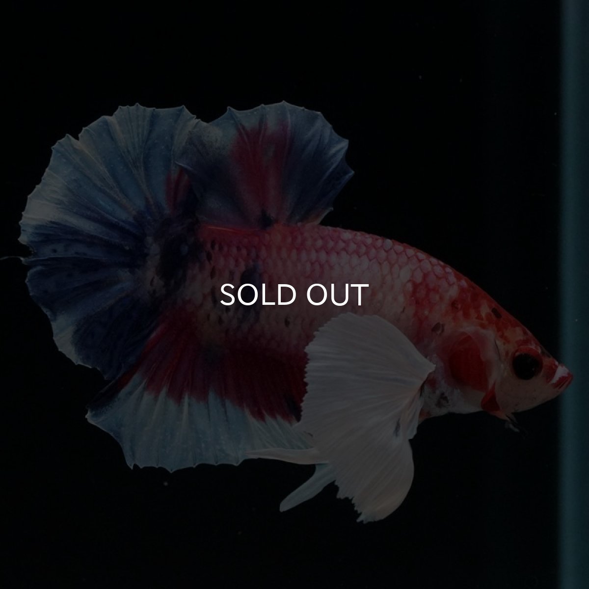 画像2: HMPK　キャンディダンボ (2)