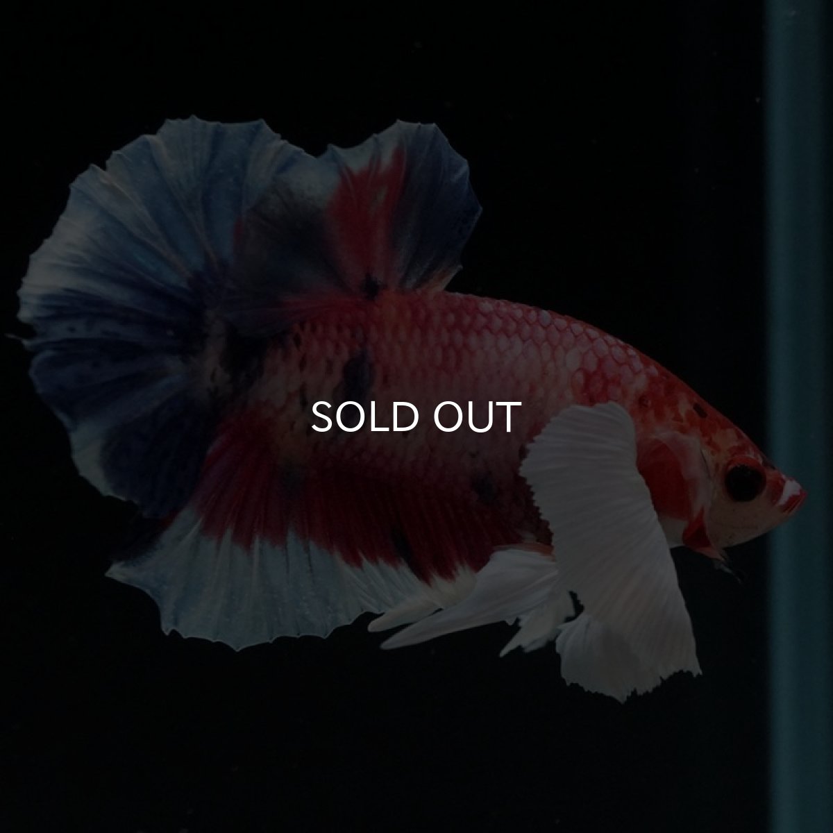 画像5: HMPK　キャンディダンボ (5)