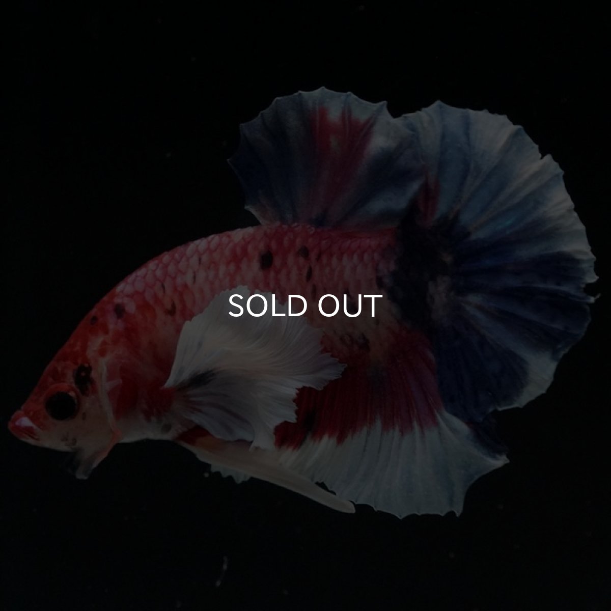 画像4: HMPK　キャンディダンボ (4)