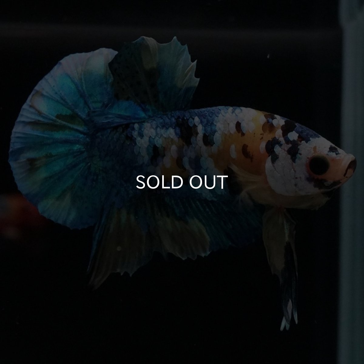 画像4: HMPK　イエロータイガーギャラクシー (4)