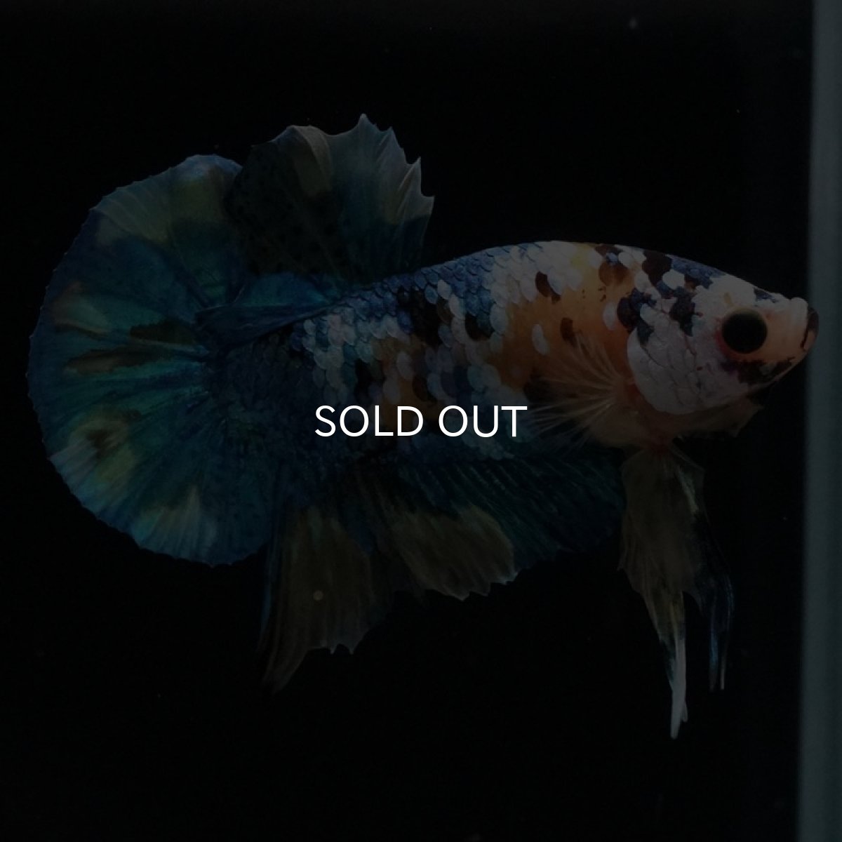 画像3: HMPK　イエロータイガーギャラクシー (3)