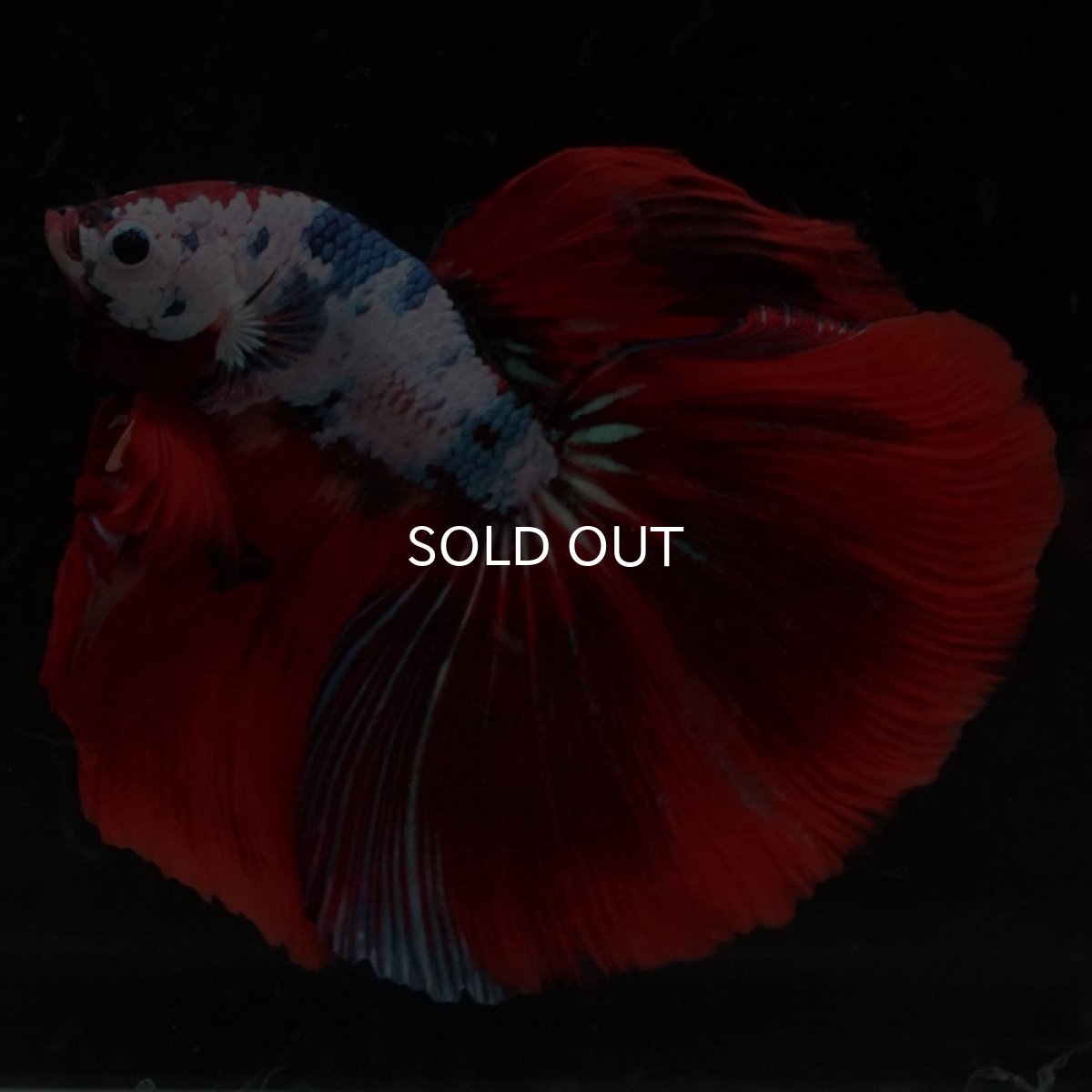 画像3: HM　ファンシーレッド (3)