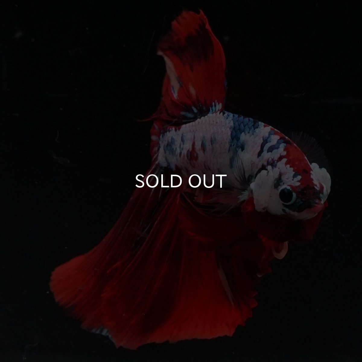 画像4: HM　ファンシーレッド (4)