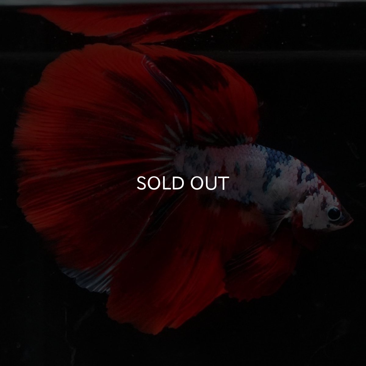 画像2: HM　ファンシーレッド (2)