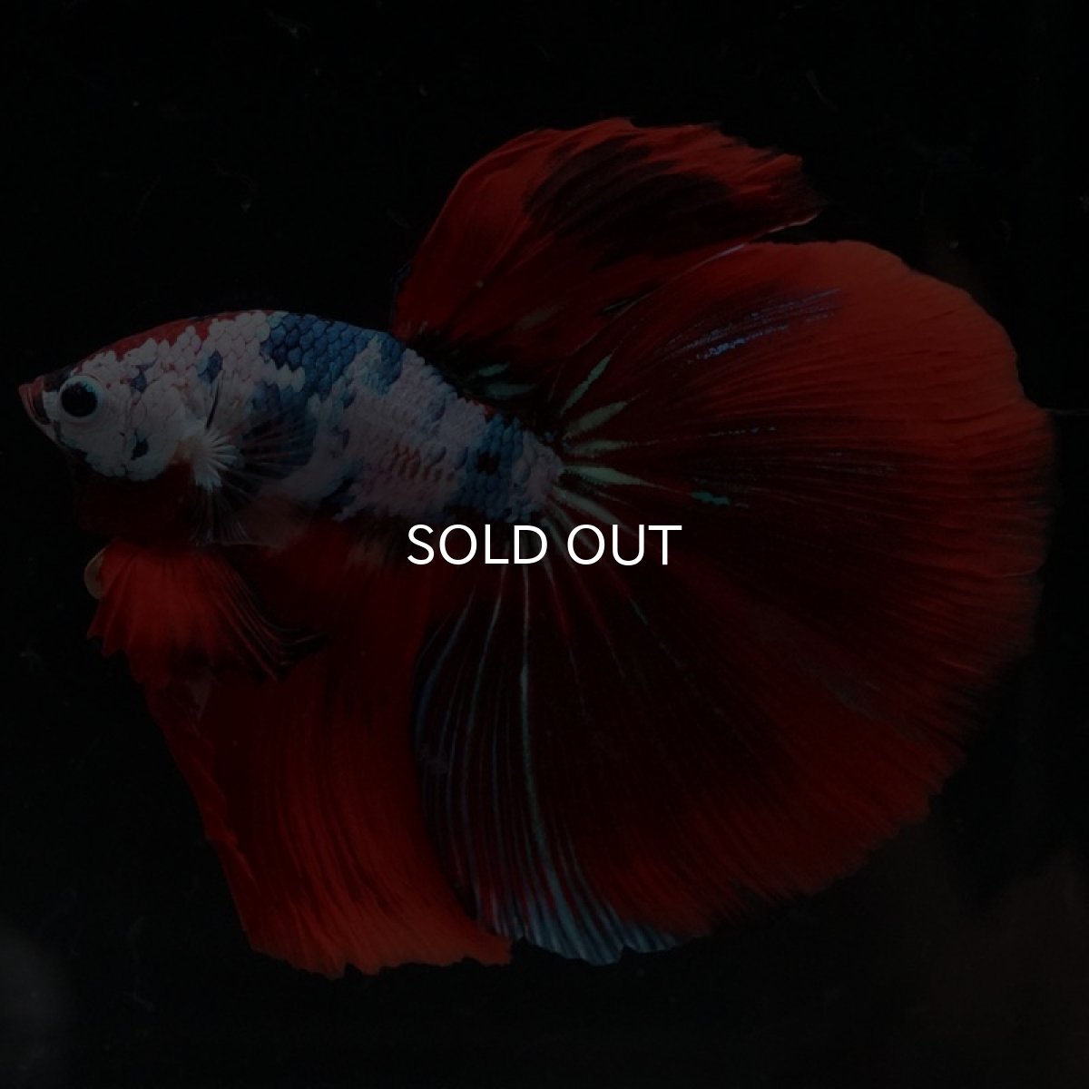 画像5: HM　ファンシーレッド (5)