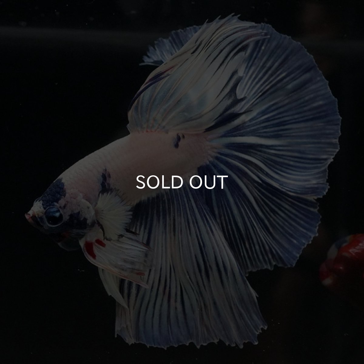 画像3: HM　ホワイトブルーファンシー (3)