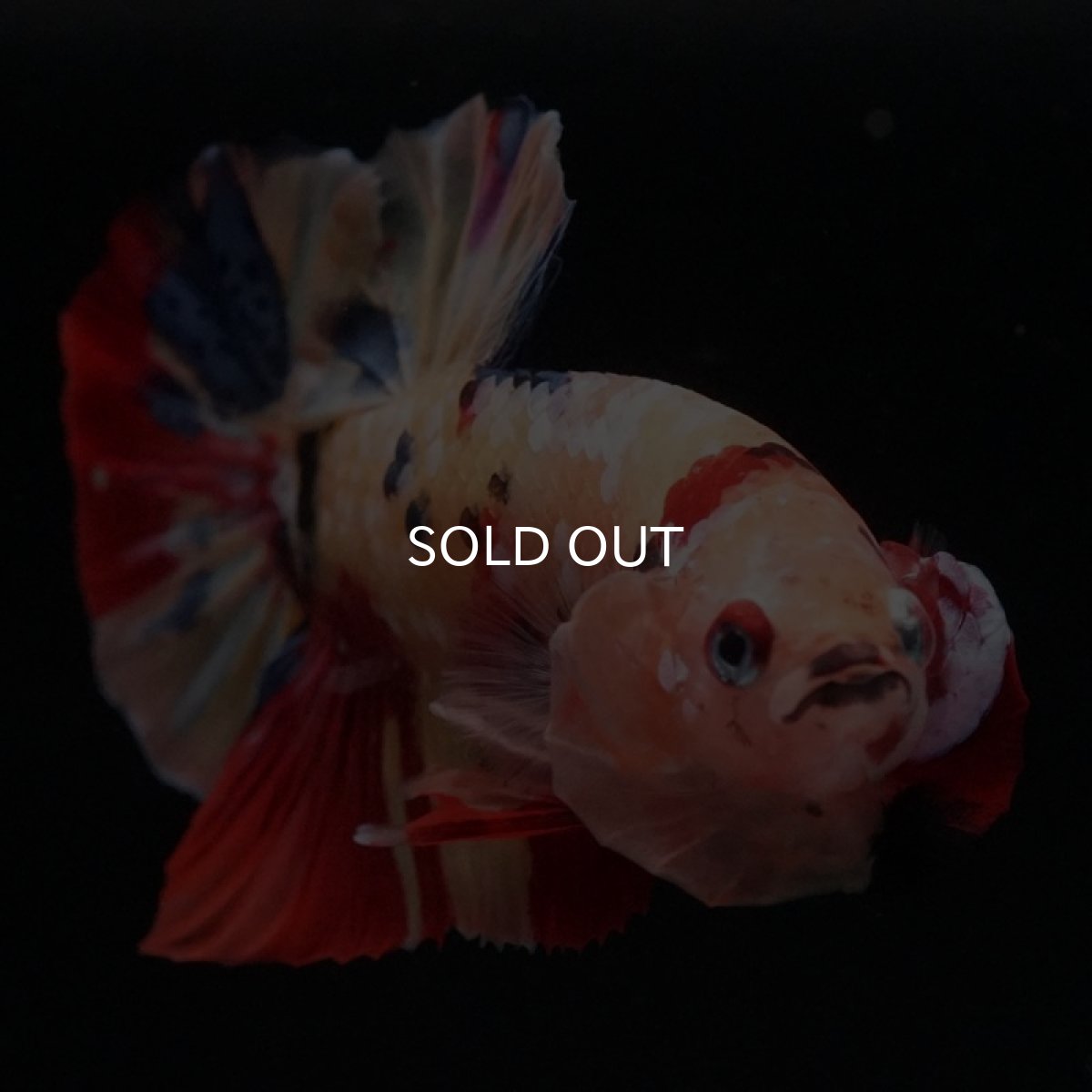 画像4: HMPK　キャンディ (4)