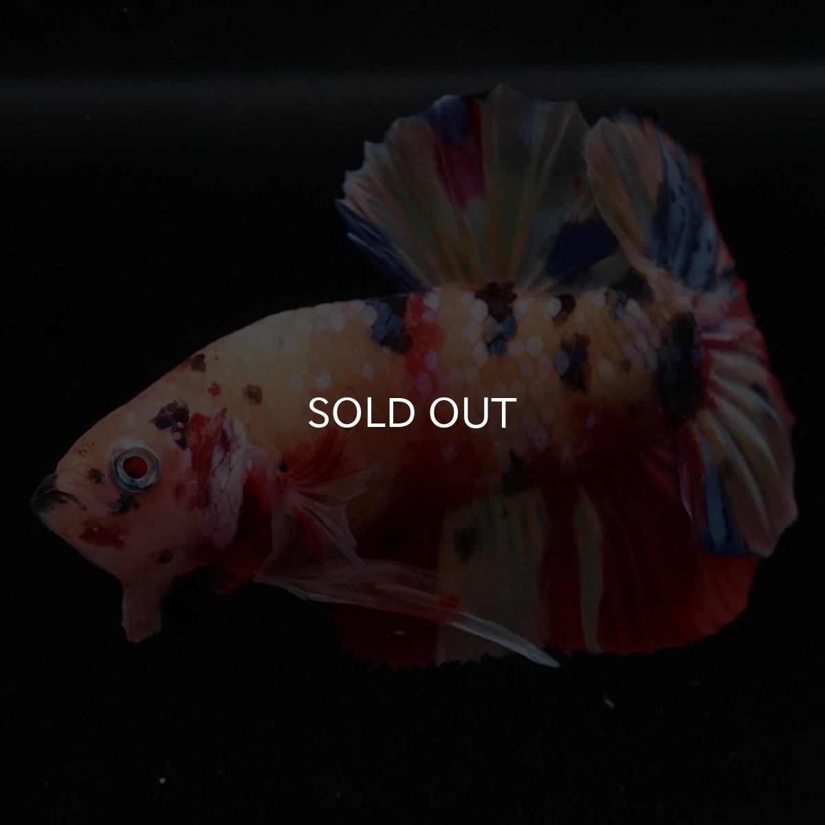 画像6: HMPK　キャンディ (6)