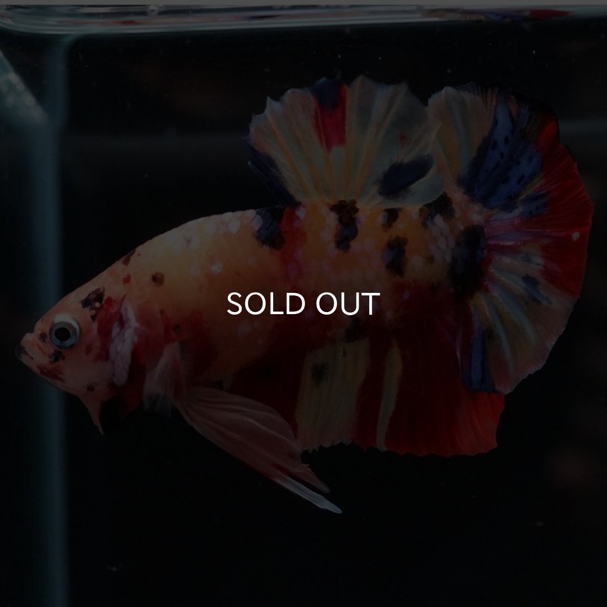 画像5: HMPK　キャンディ (5)