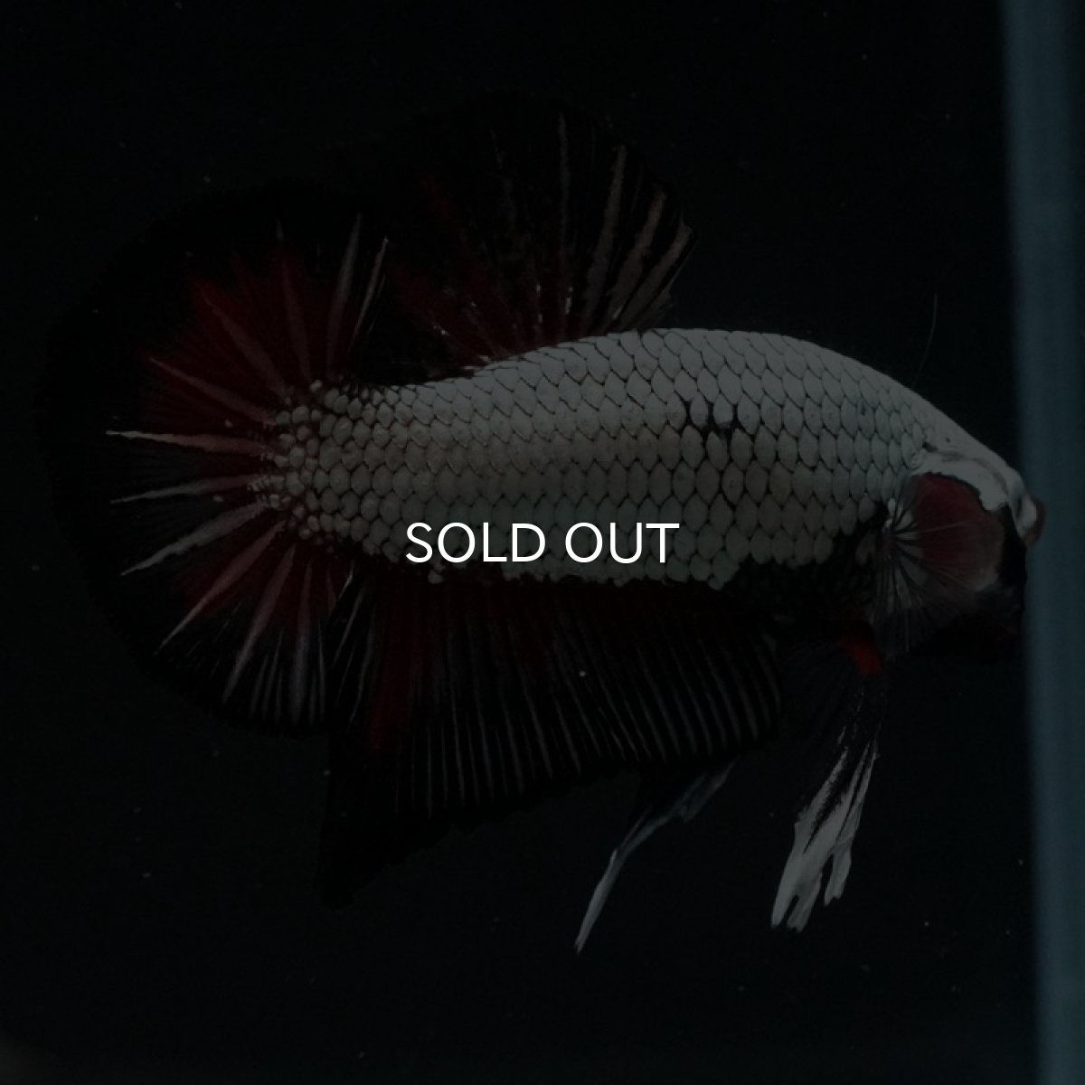 画像8: HMPK プラチナブラックレッドドラゴン (8)