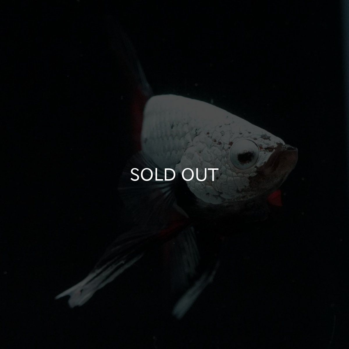 画像7: HMPK プラチナブラックレッドドラゴン (7)