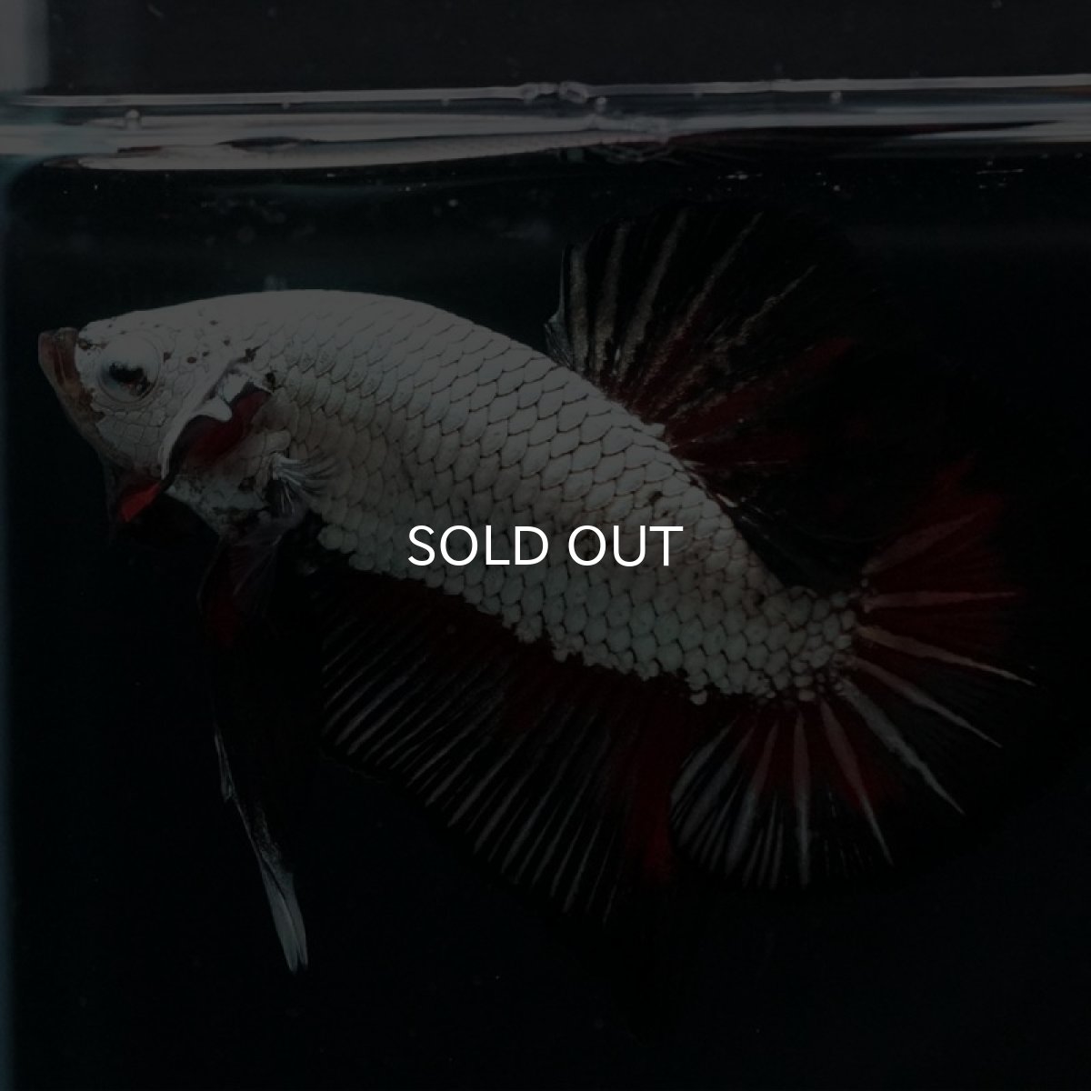 画像5: HMPK プラチナブラックレッドドラゴン (5)