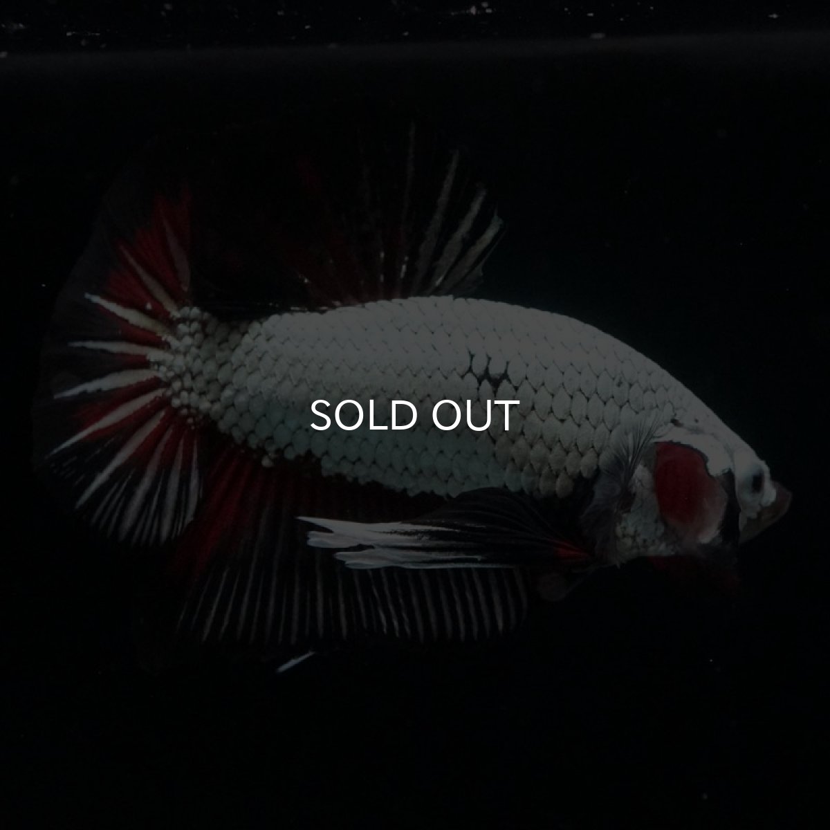 画像2: HMPK プラチナブラックレッドドラゴン (2)