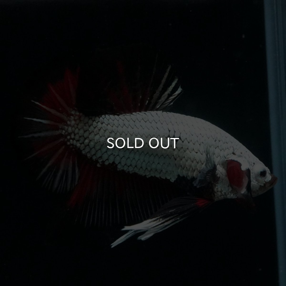 画像6: HMPK プラチナブラックレッドドラゴン (6)